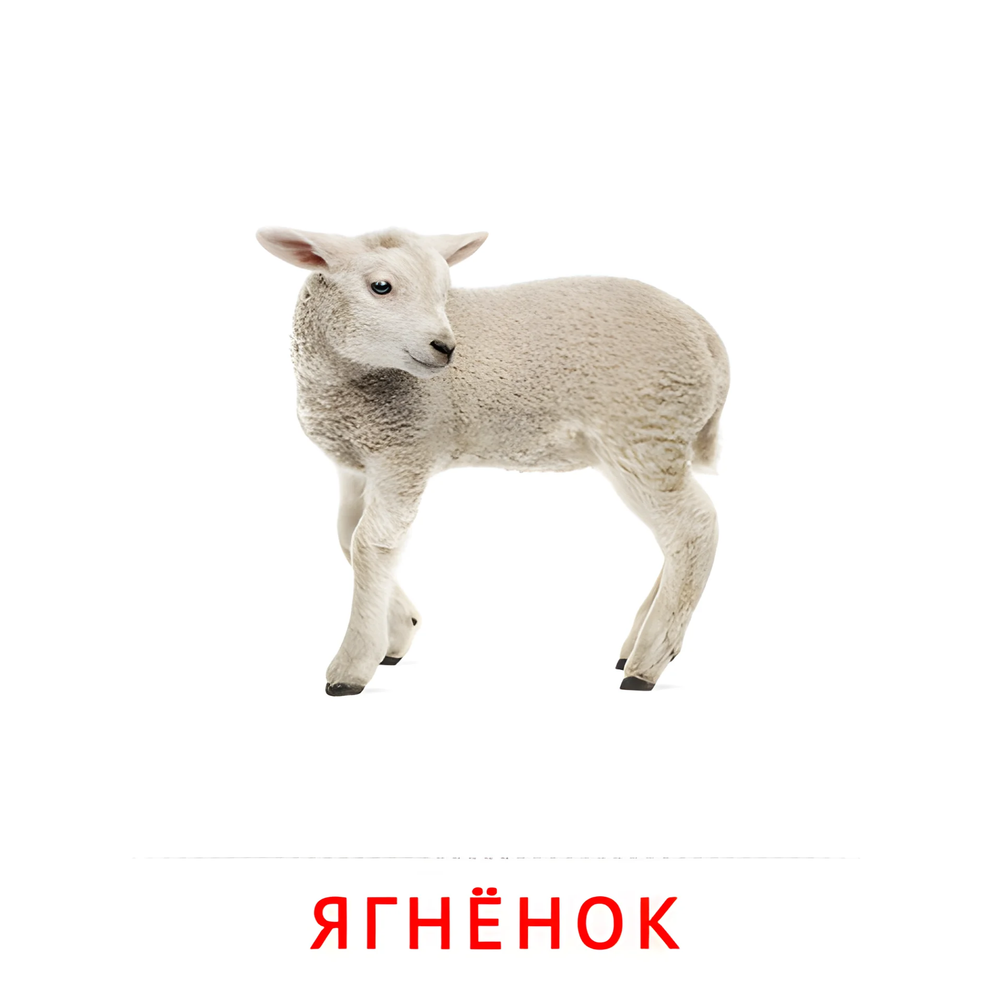 Ягнёнок №1986. Карточки Домана на русском языке. Животные и их детеныши.