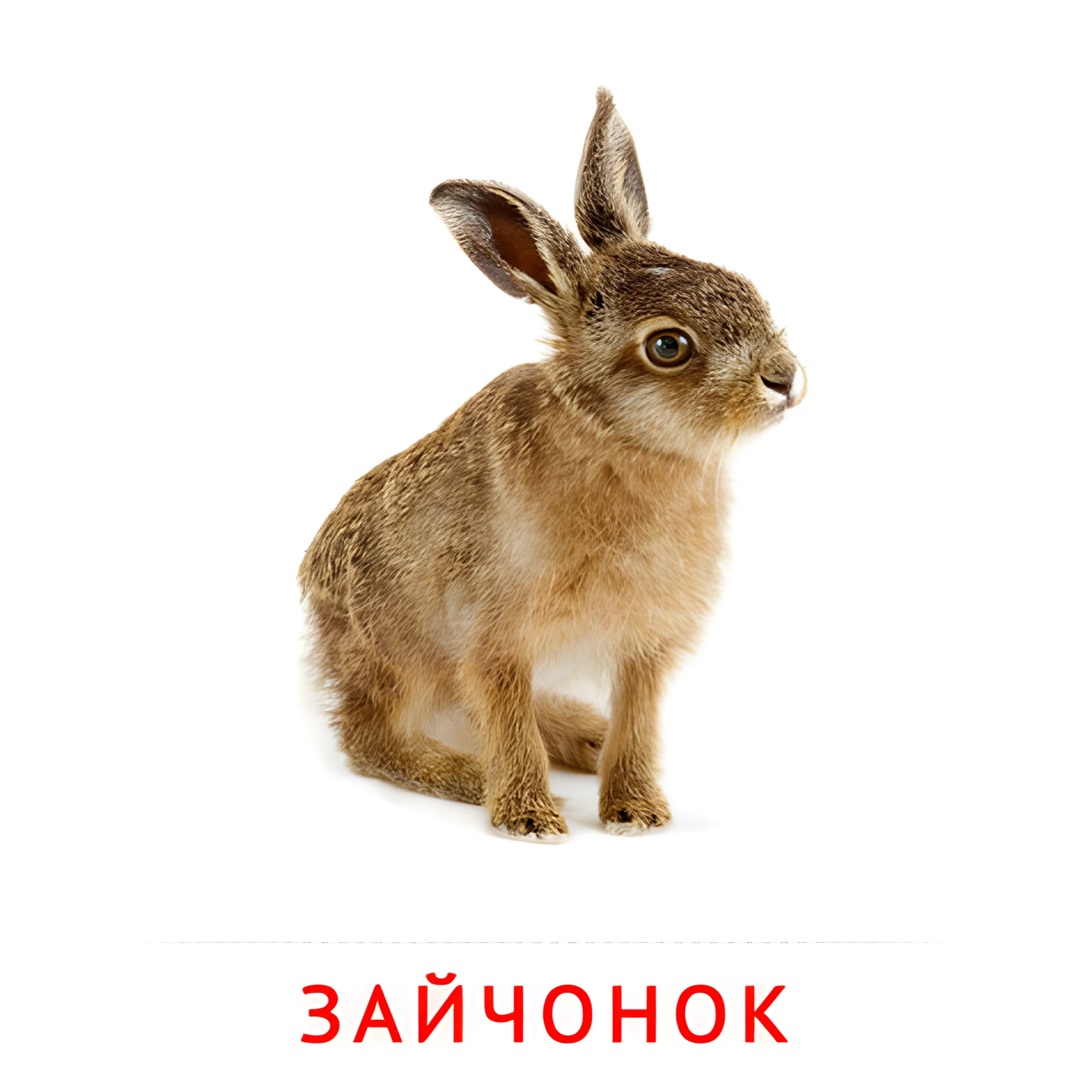 Зайчонок №2006. Карточки Домана на русском языке. Животные и их детеныши.