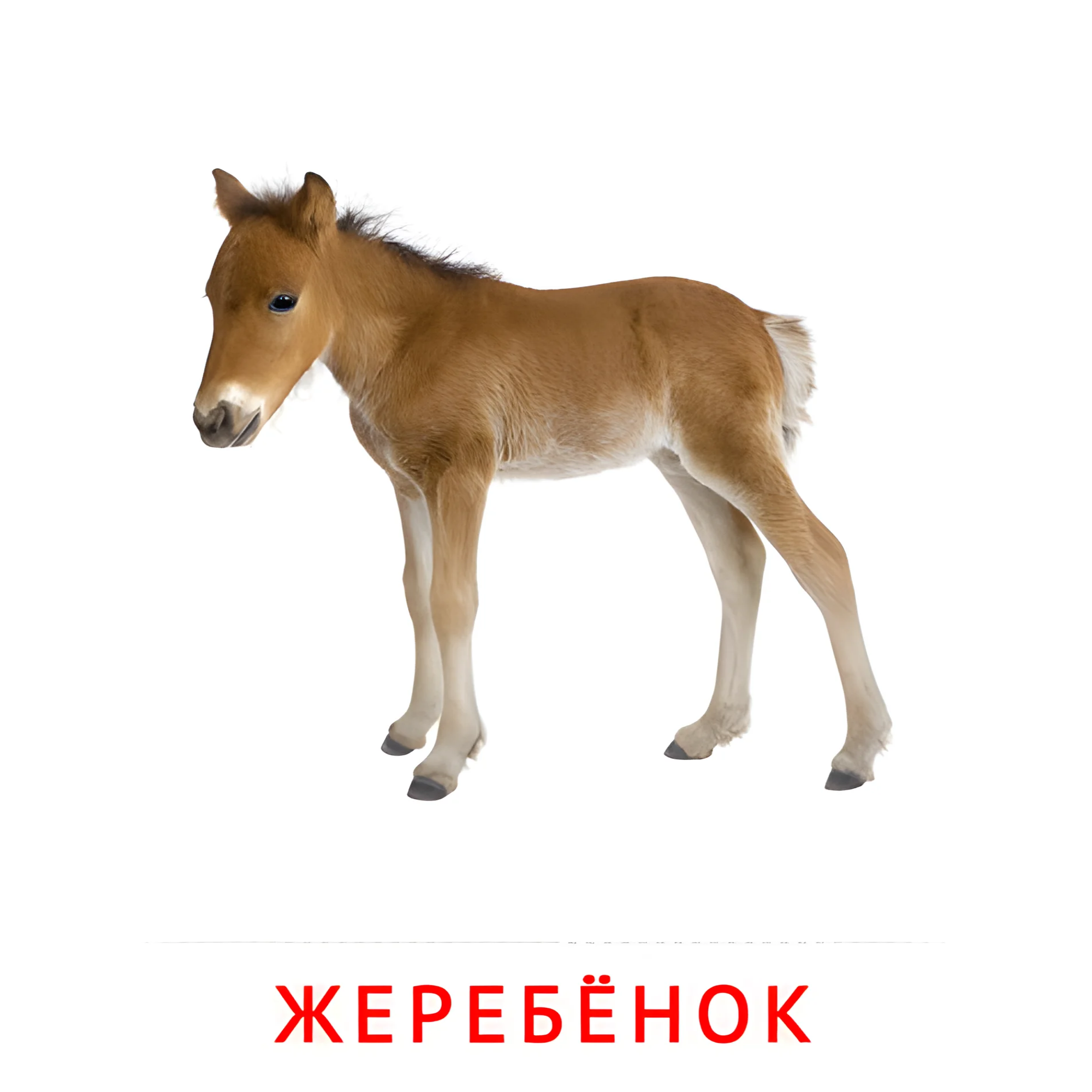 Жеребёнок №1992. Карточки Домана на русском языке. Животные и их детеныши.