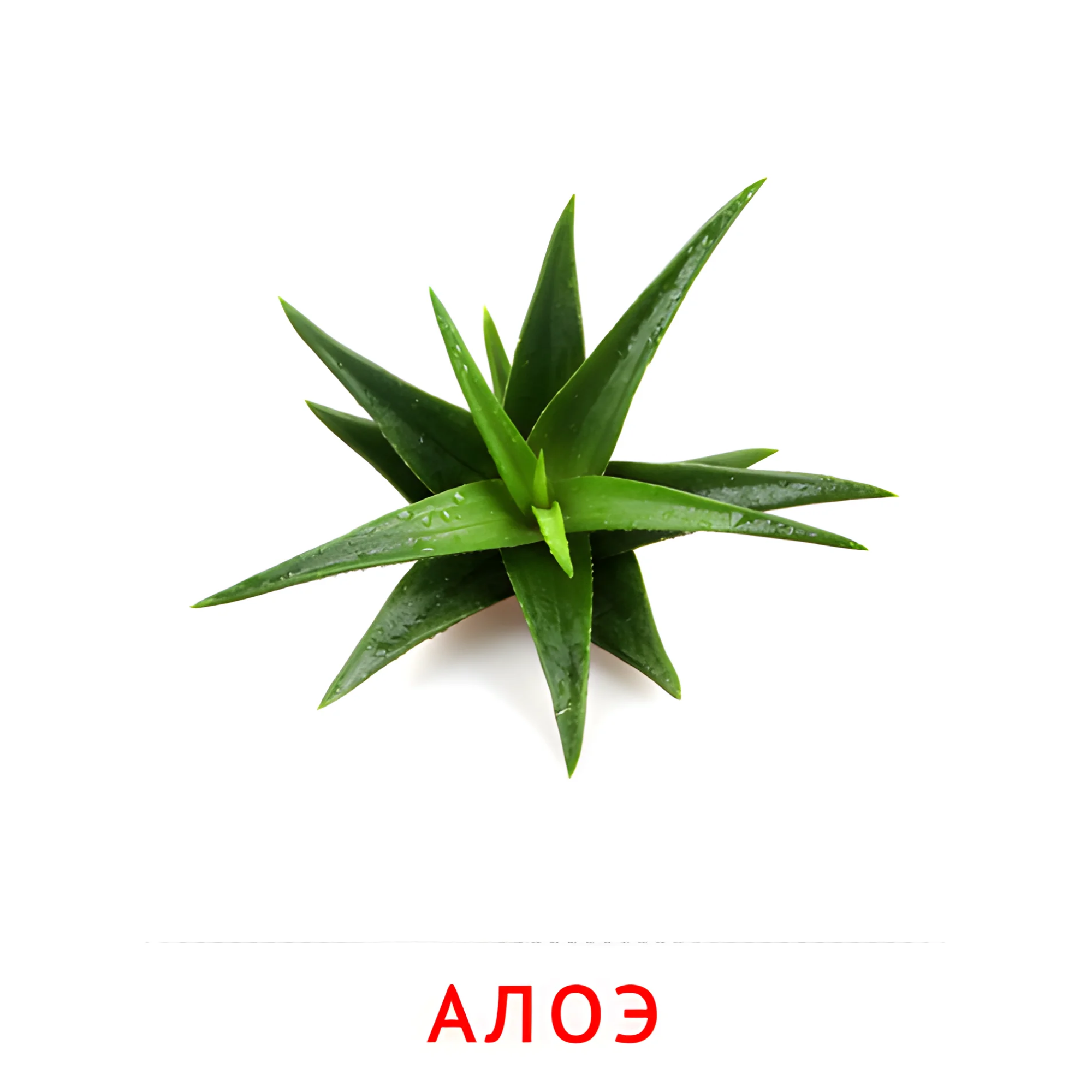 Алоэ №2227. Карточки Домана на русском языке. Цветы.