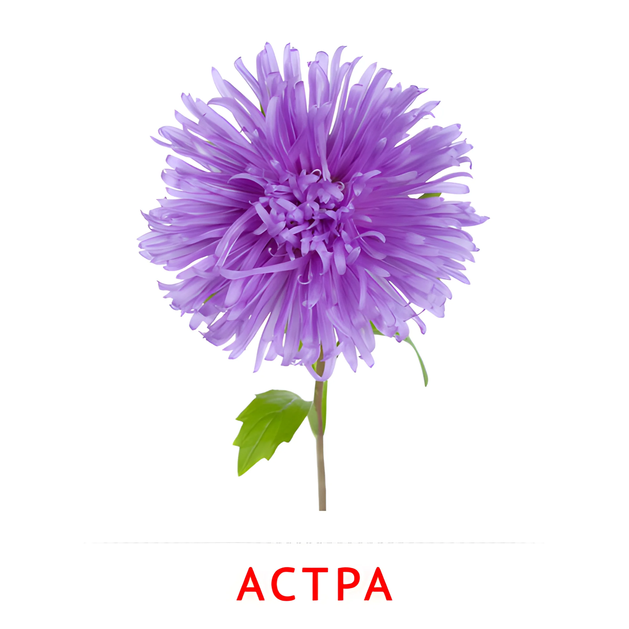 Астра №2228. Карточки Домана на русском языке. Цветы.