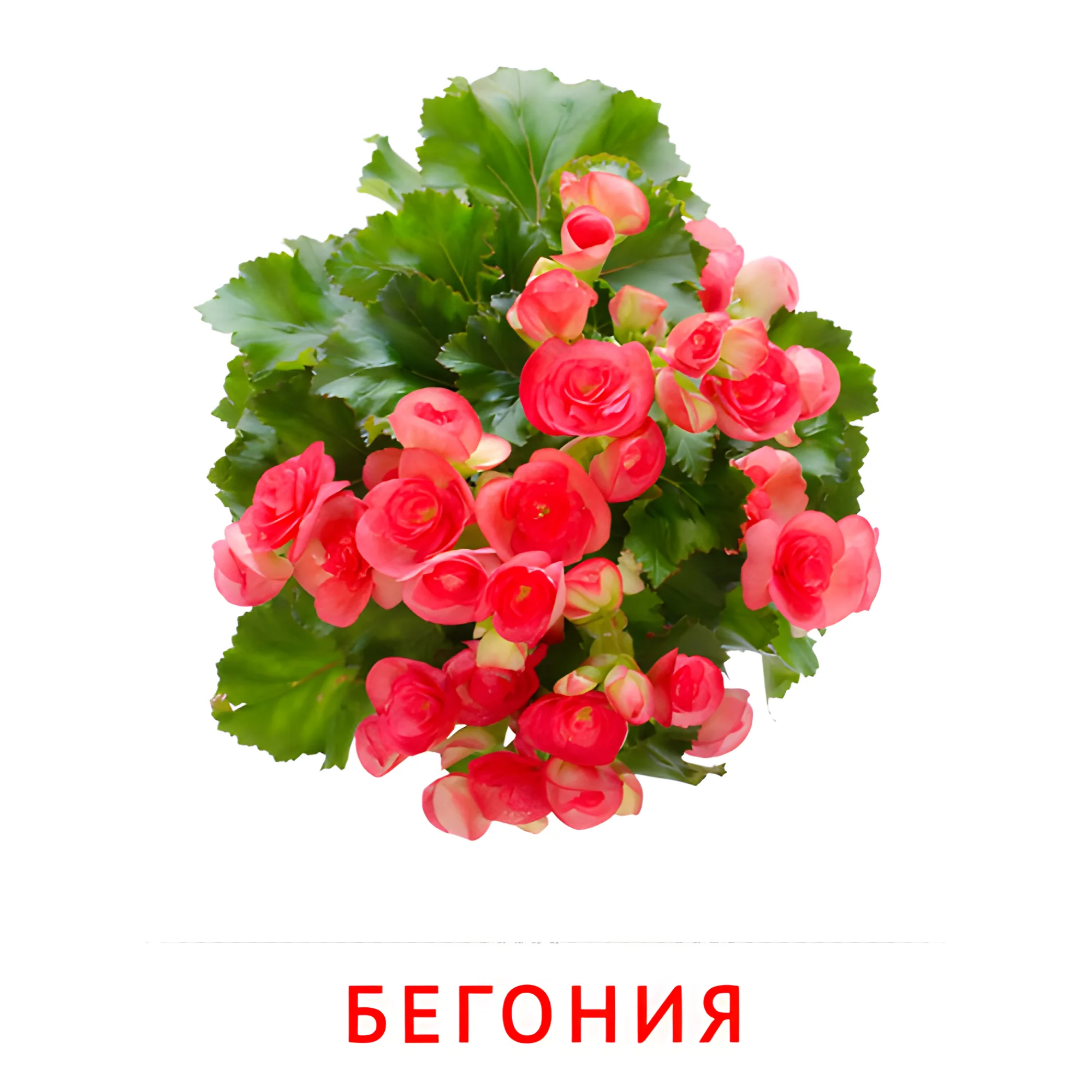 Бегония №2229. Карточки Домана на русском языке. Цветы.