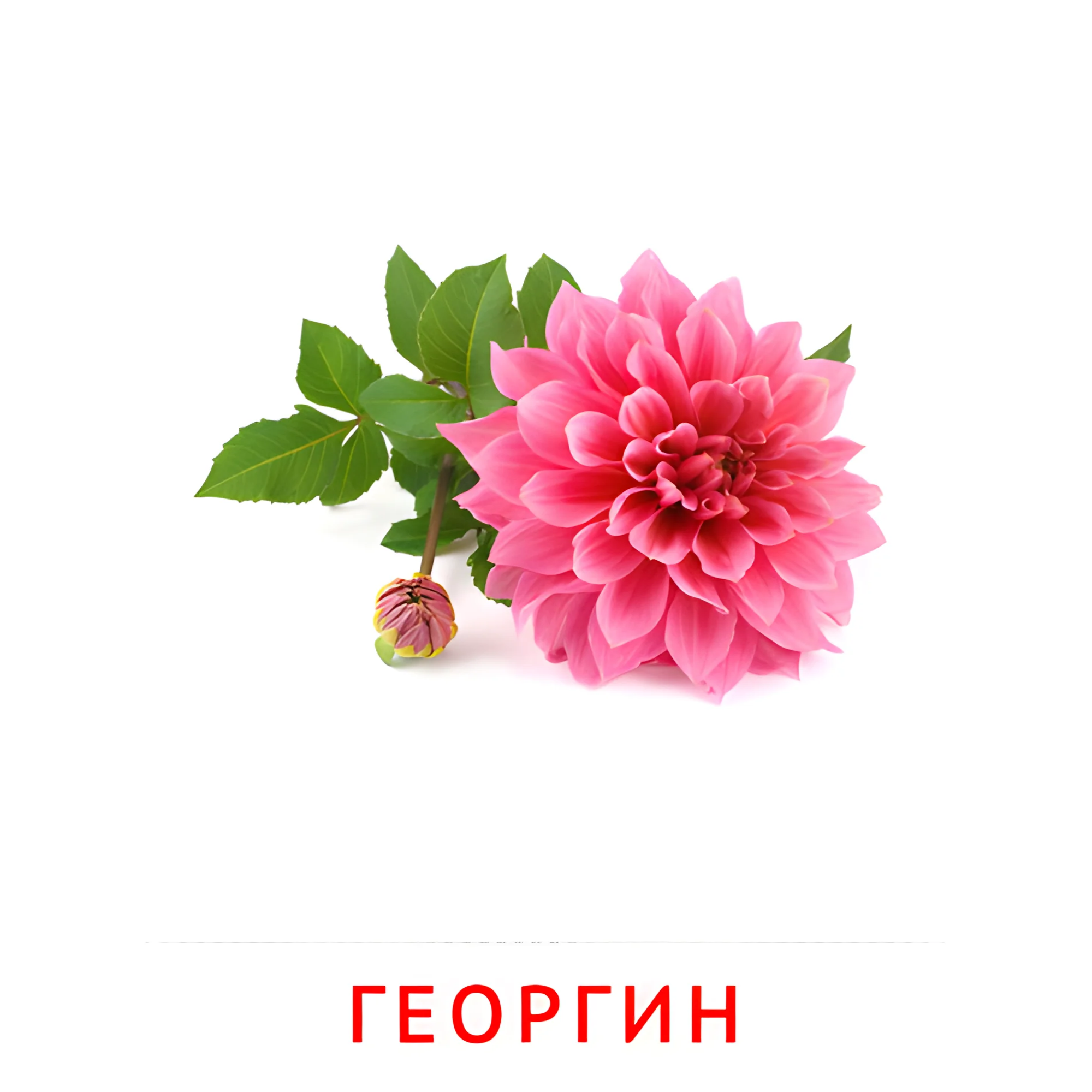 Георгин №2236. Карточки Домана на русском языке. Цветы.