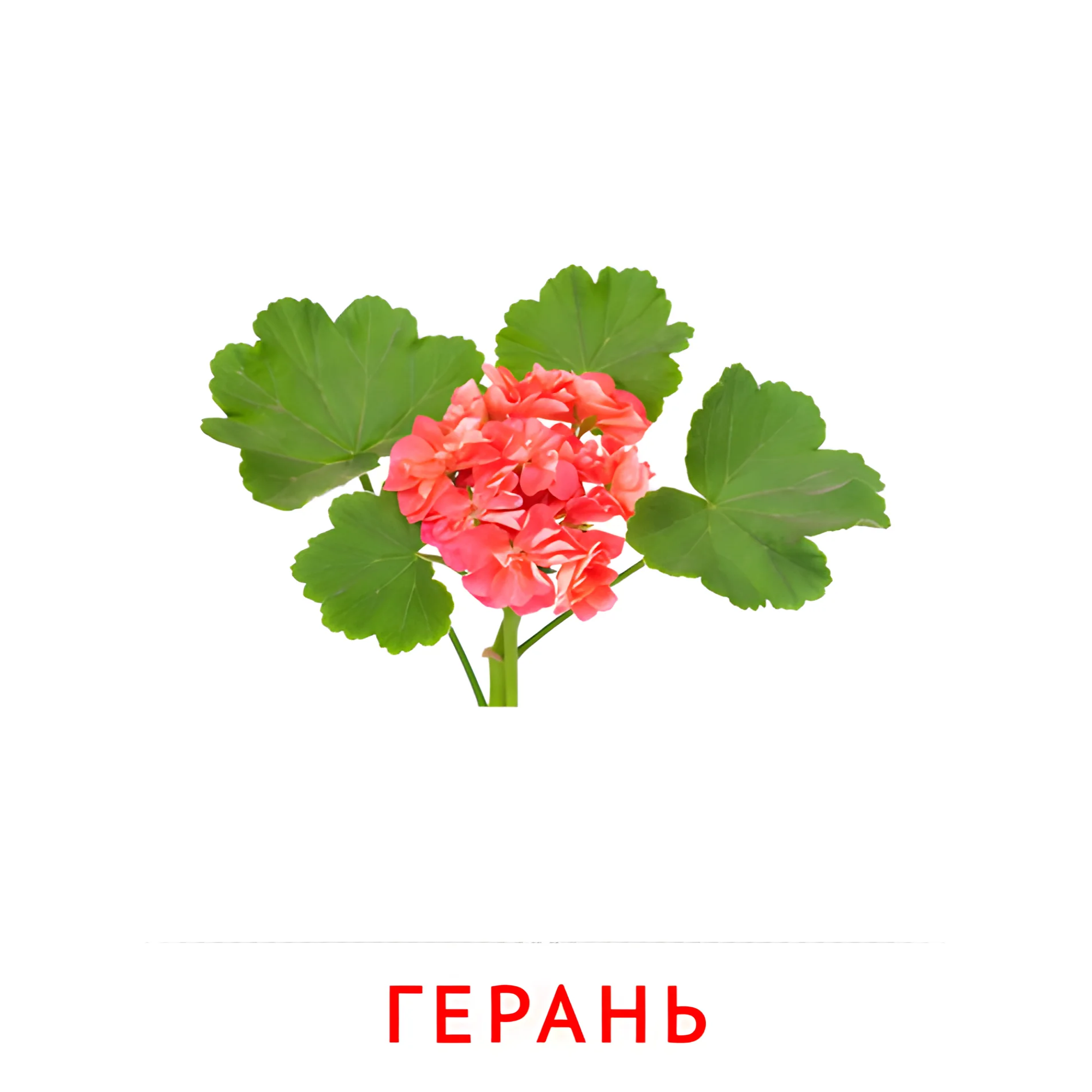 Герань №2230. Карточки Домана на русском языке. Цветы.