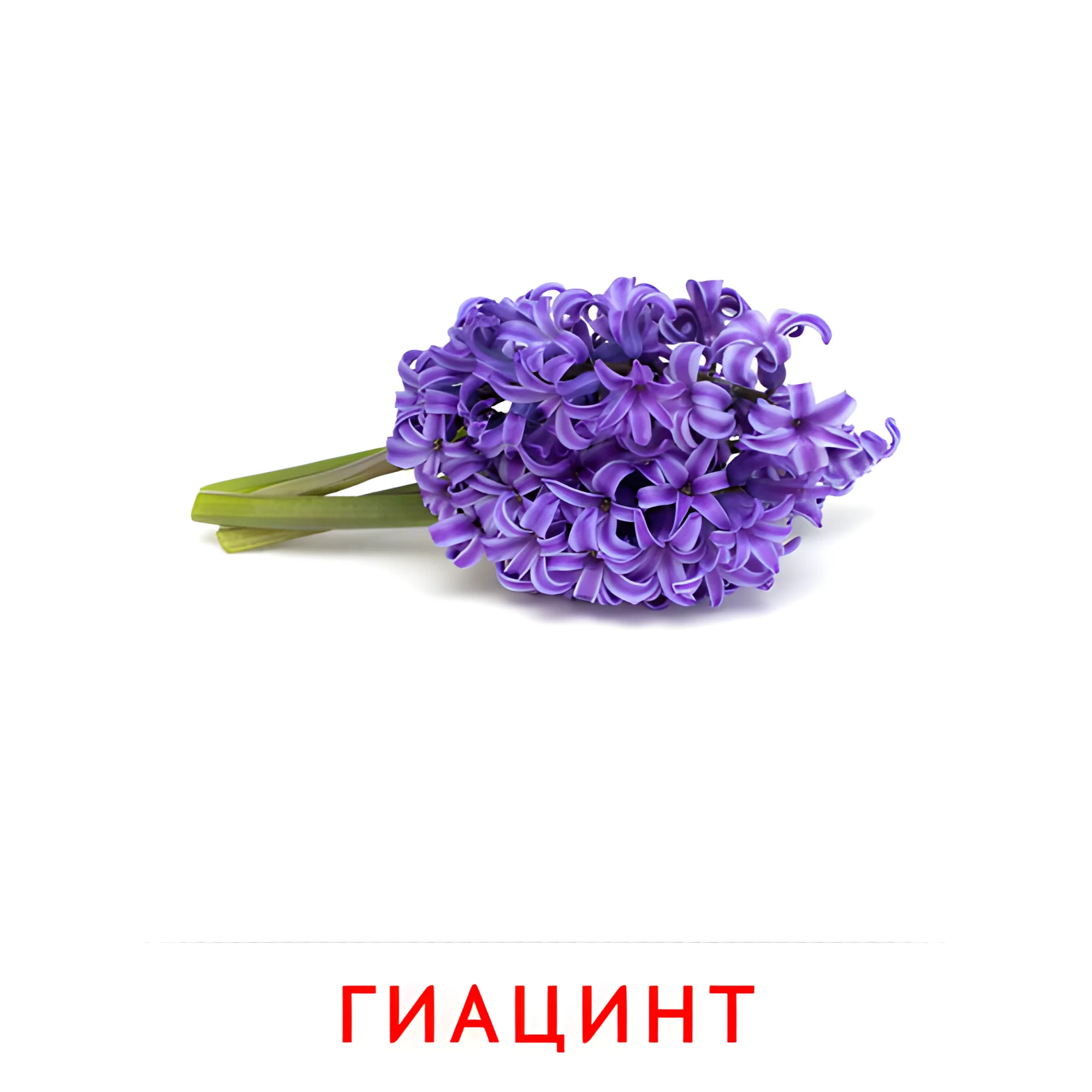 Гиацинт №2242. Карточки Домана на русском языке. Цветы.
