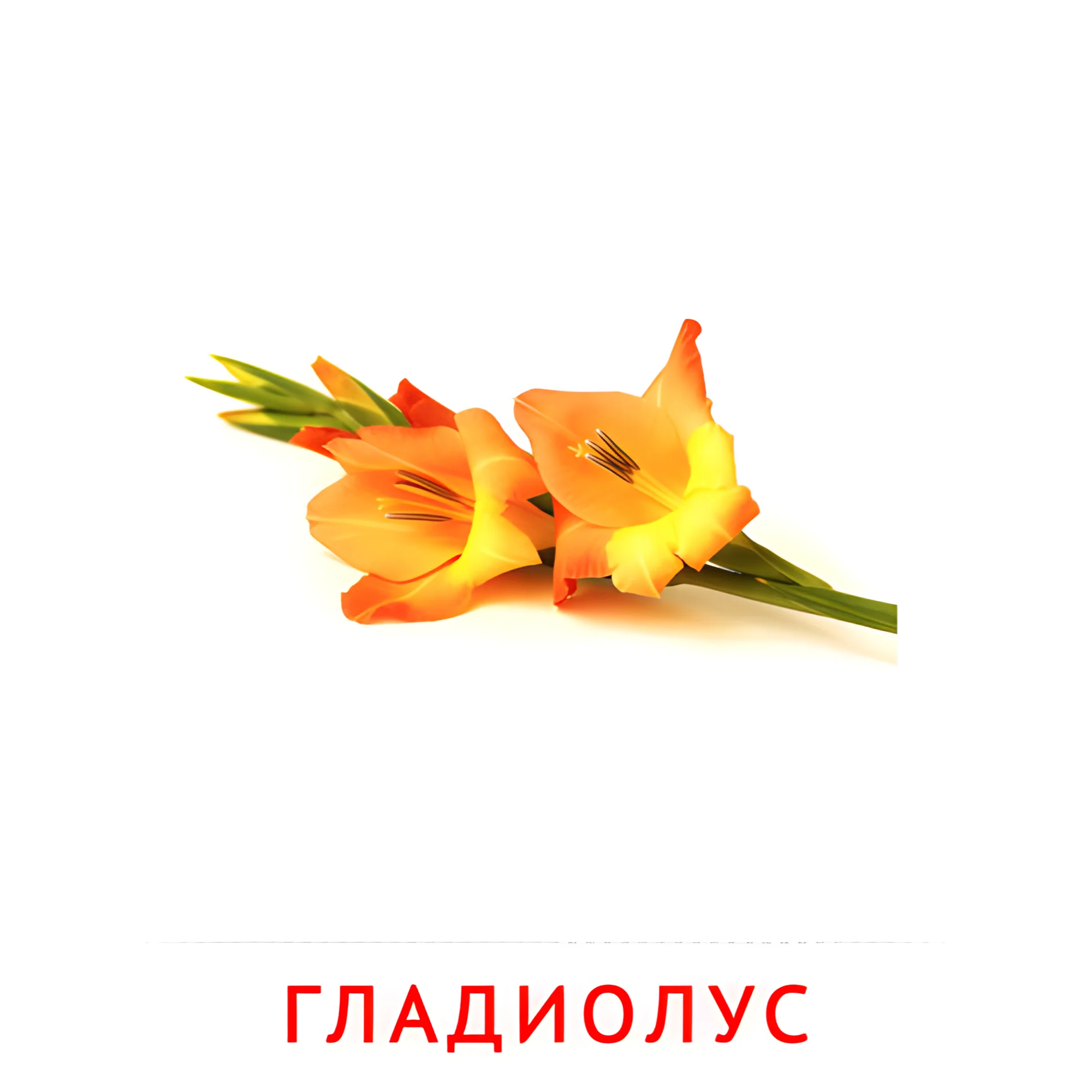 Гладиолус №2231. Карточки Домана на русском языке. Цветы.