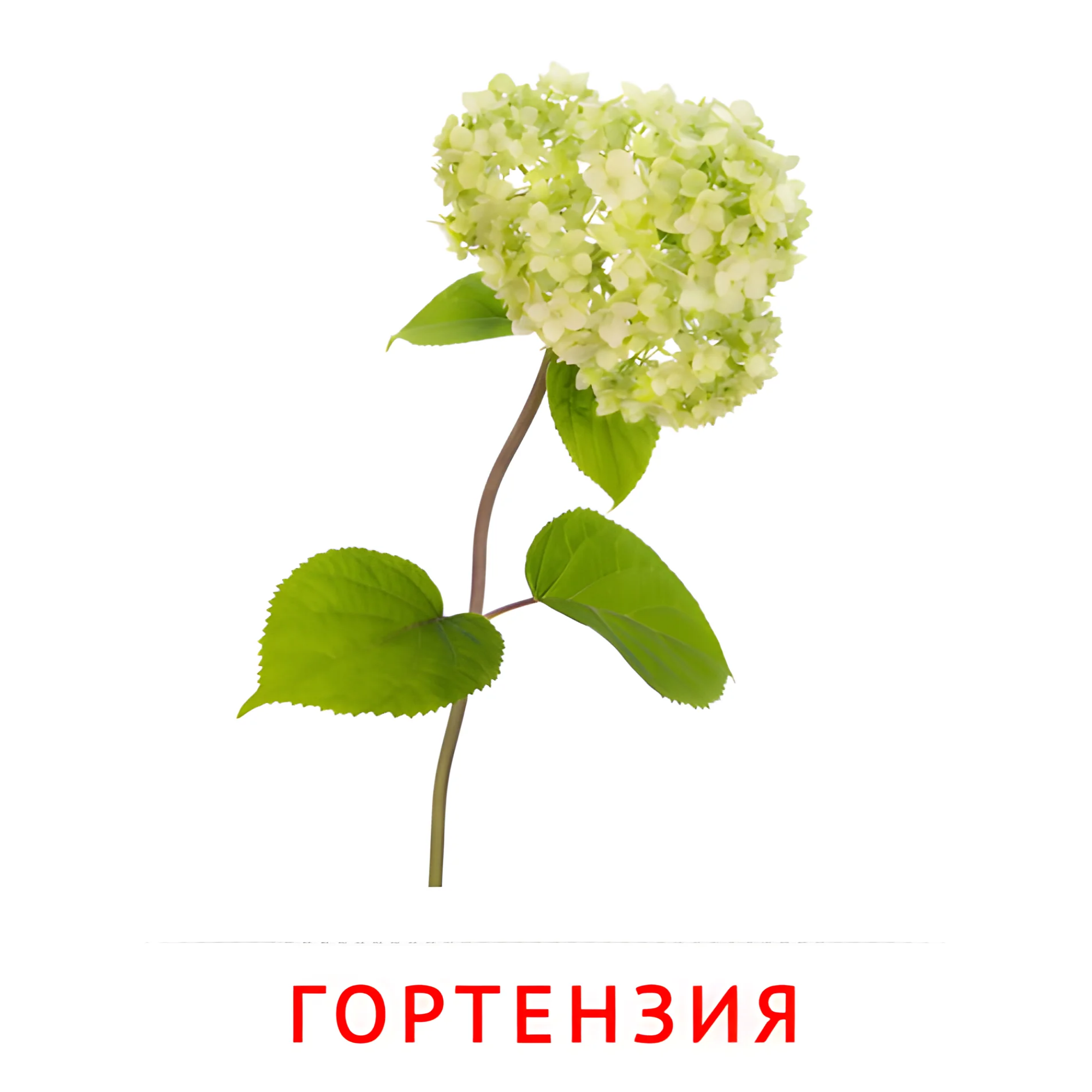 Гортензия №2237. Карточки Домана на русском языке. Цветы.