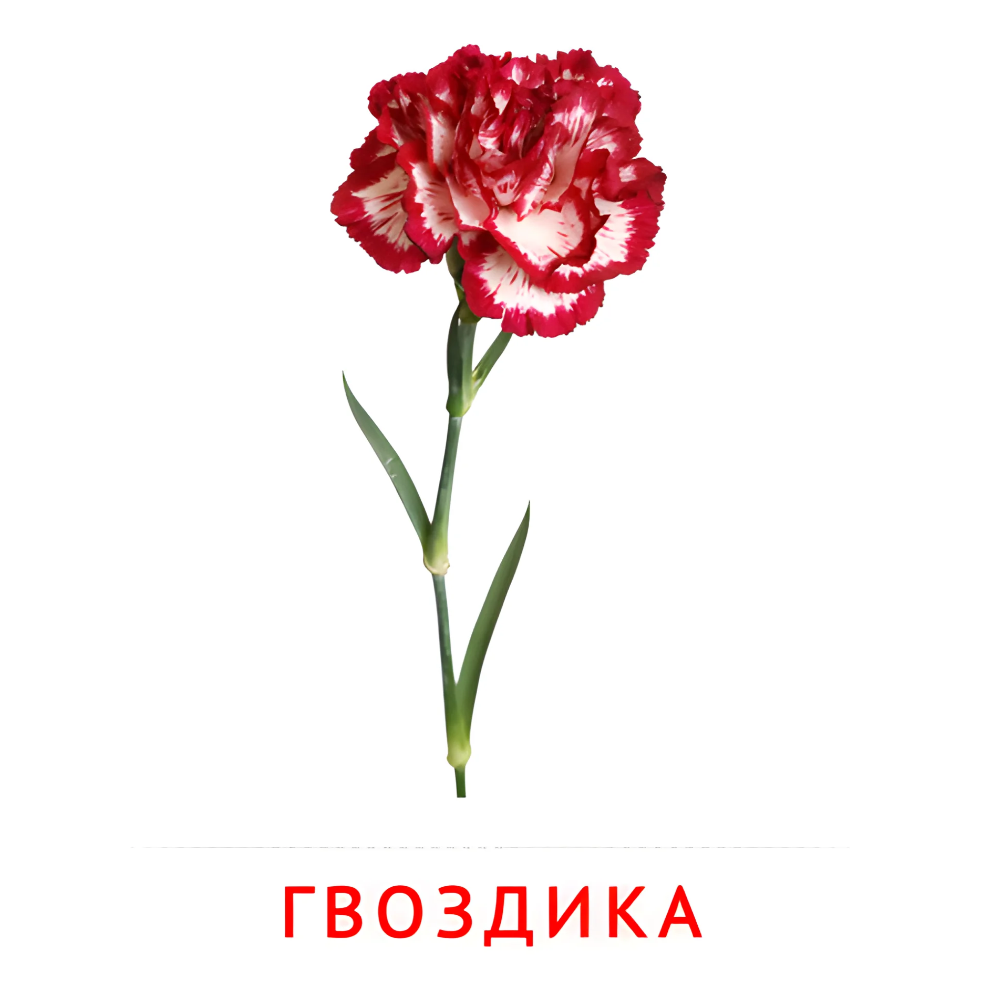 Гвоздика №2220. Карточки Домана на русском языке. Цветы.