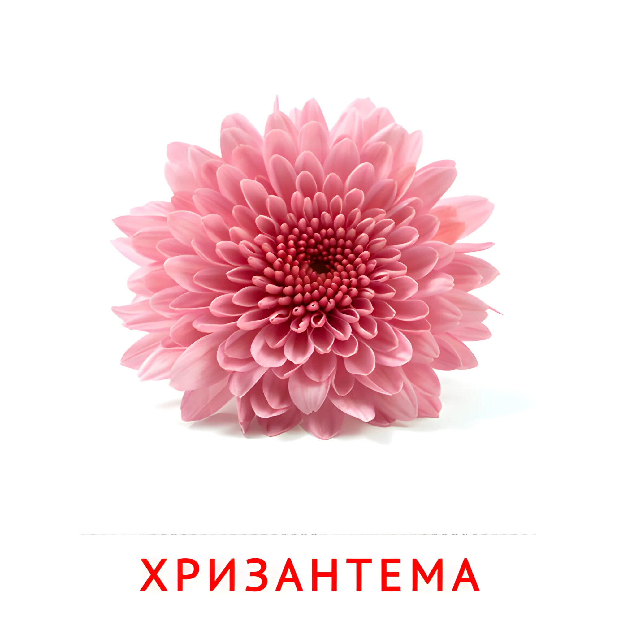 Хризантема №2223. Карточки Домана на русском языке. Цветы.