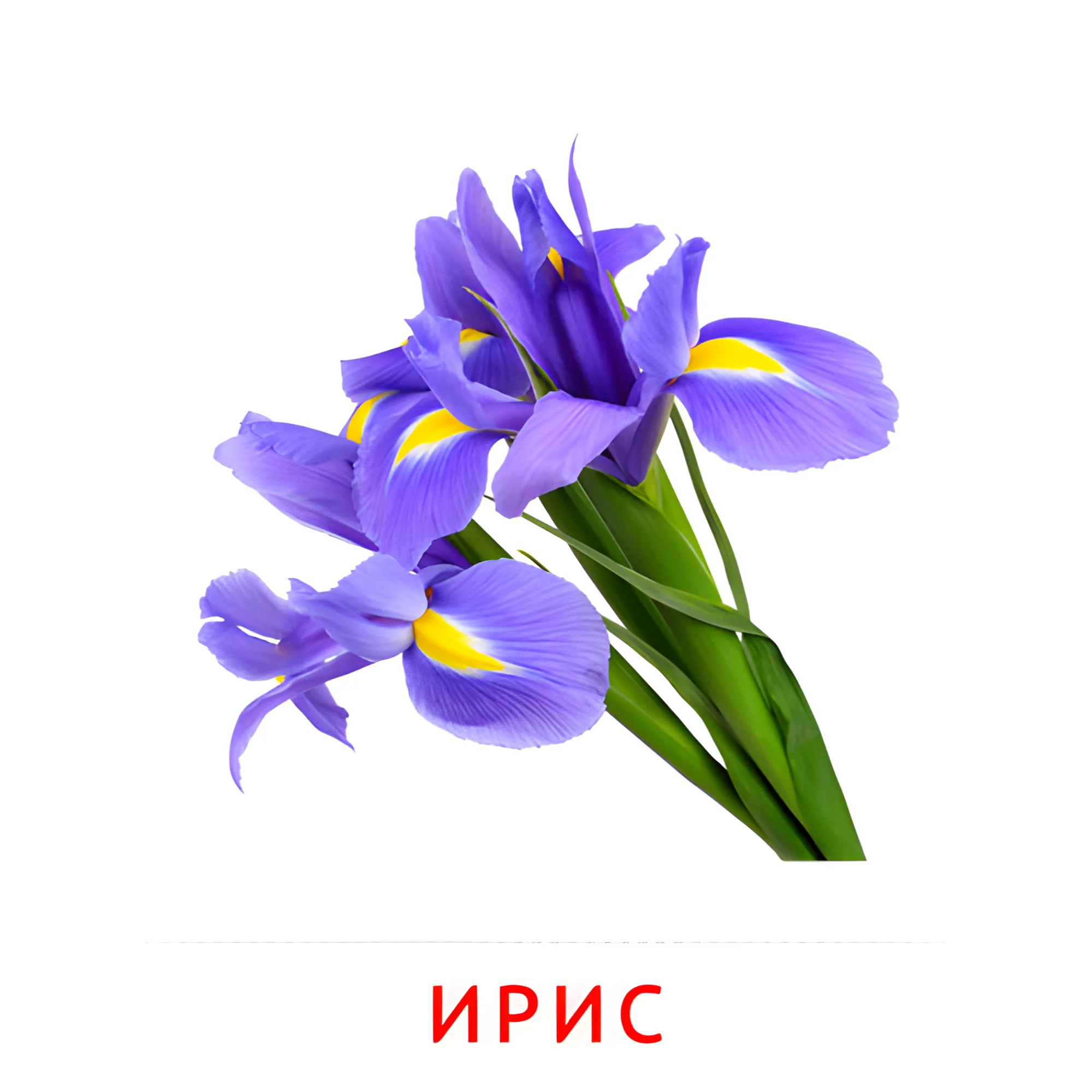 Ирис №2238. Карточки Домана на русском языке. Цветы.