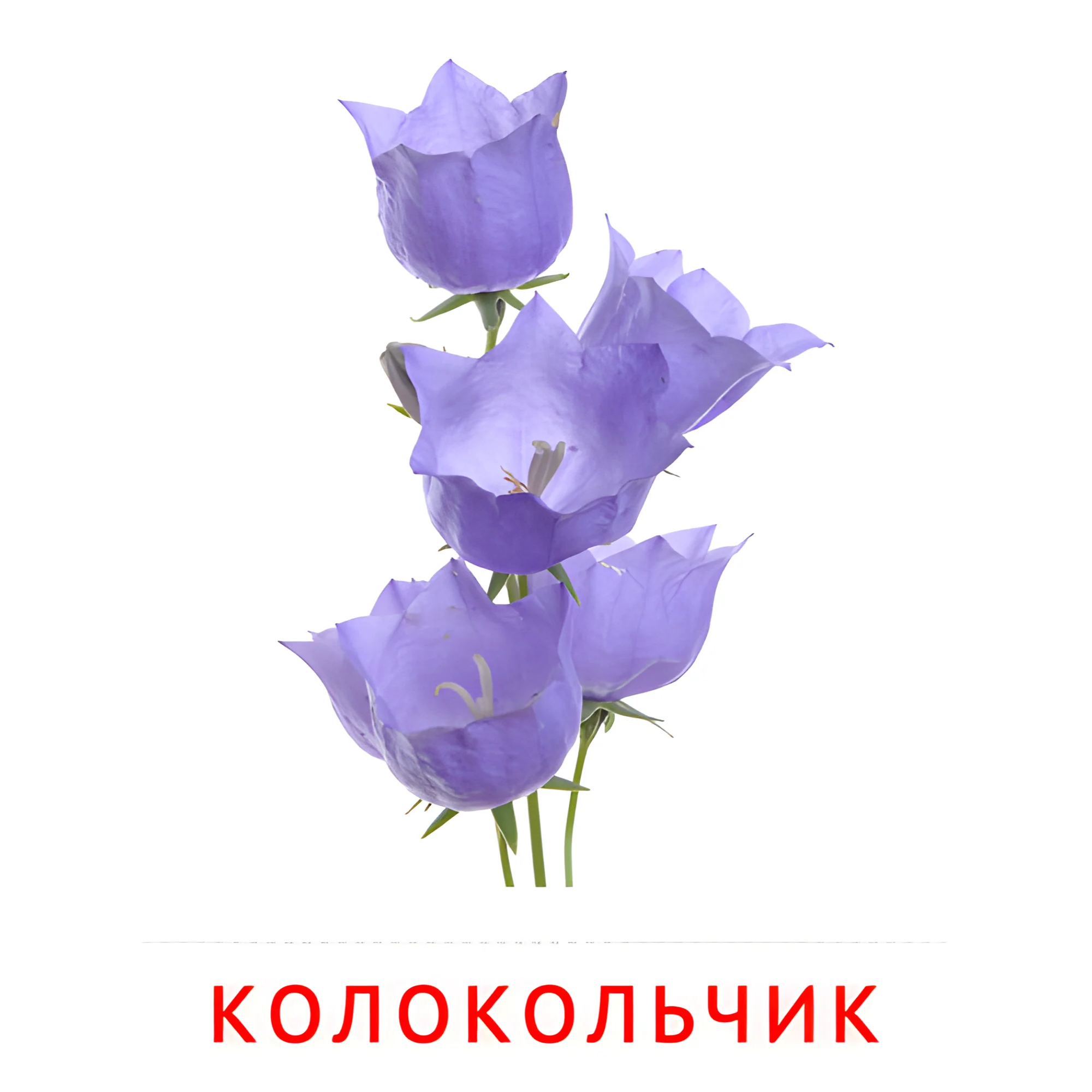 Колокольчик №2216. Карточки Домана на русском языке. Цветы.