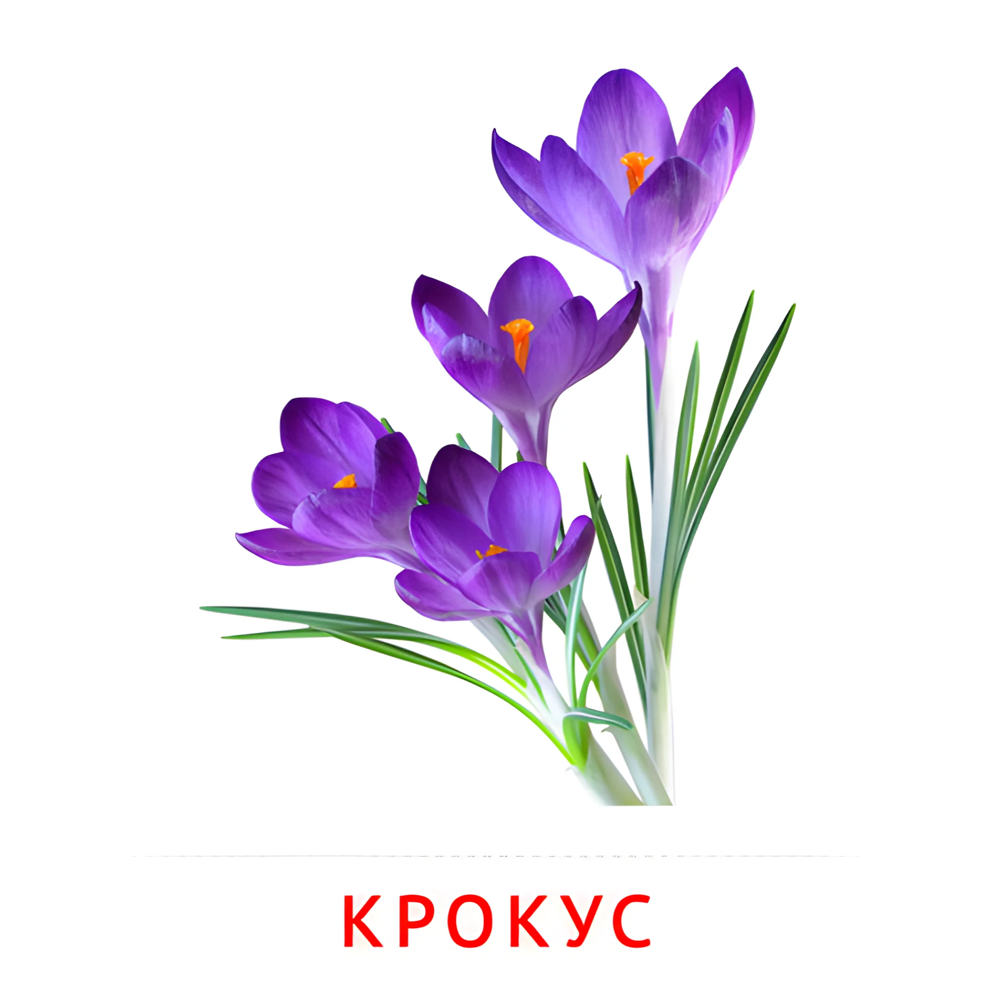 Крокус №2233. Карточки Домана на русском языке. Цветы.