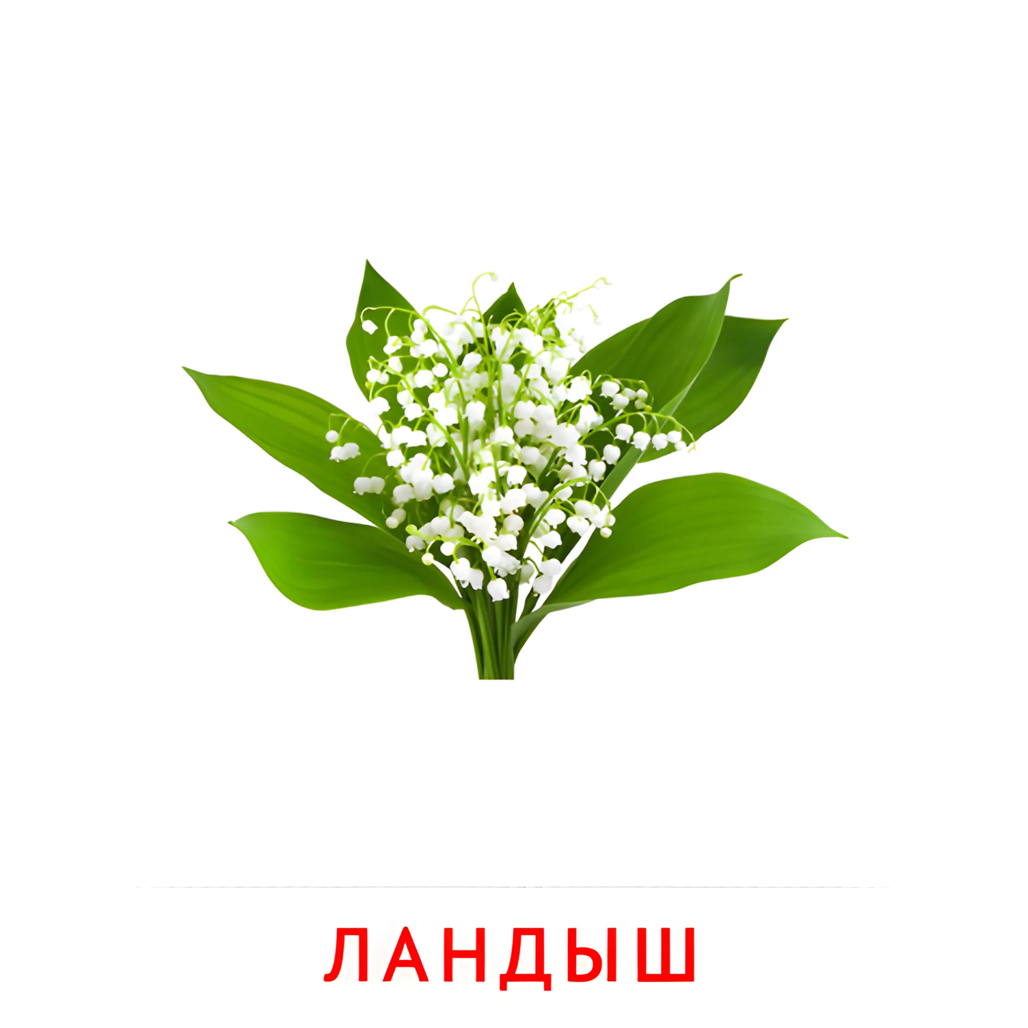 Ландыш №2234. Карточки Домана на русском языке. Цветы.