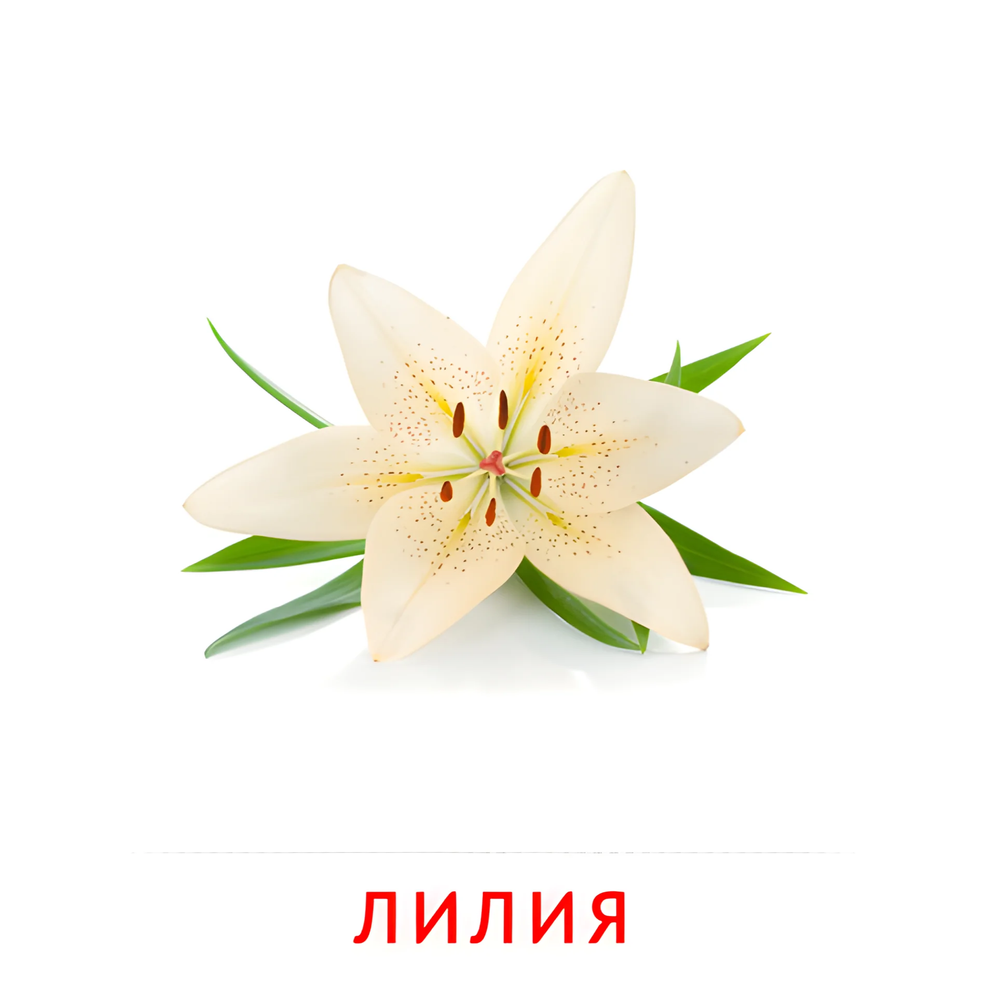 Лилия №2232. Карточки Домана на русском языке. Цветы.