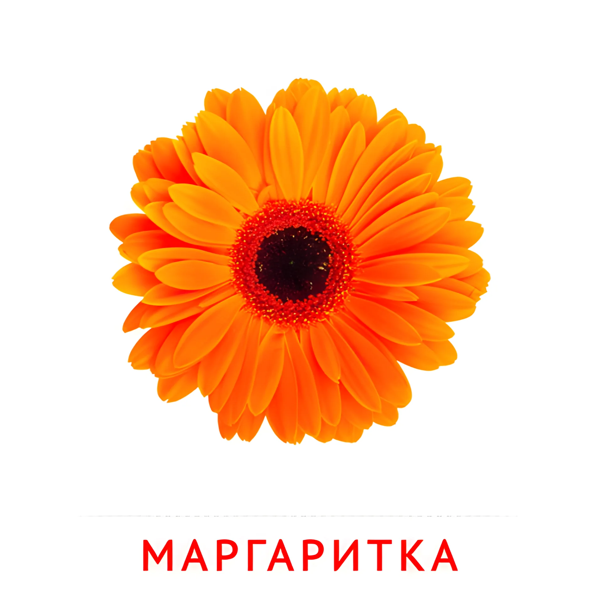 Маргаритка №2221. Карточки Домана на русском языке. Цветы.