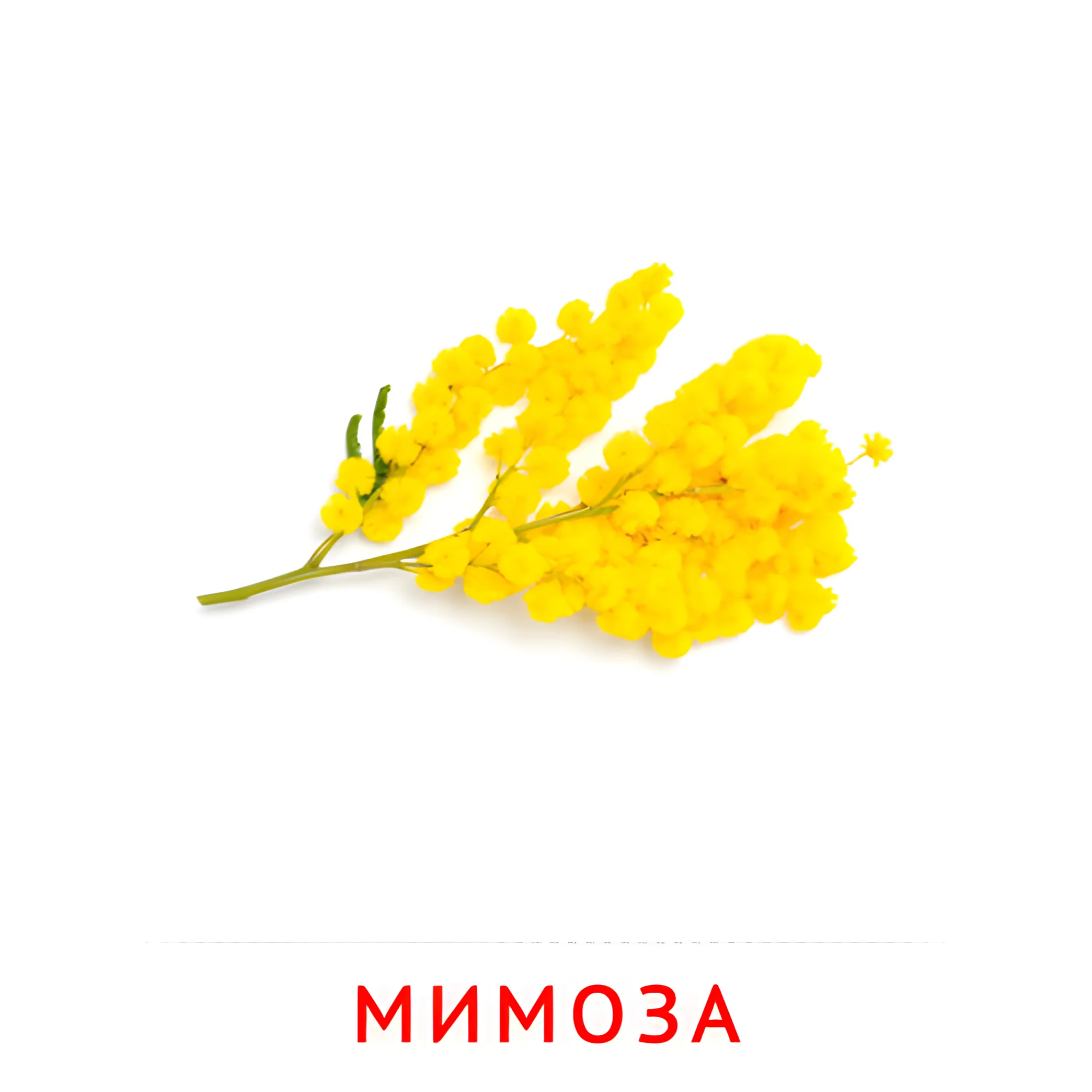 Мимоза №2244. Карточки Домана на русском языке. Цветы.