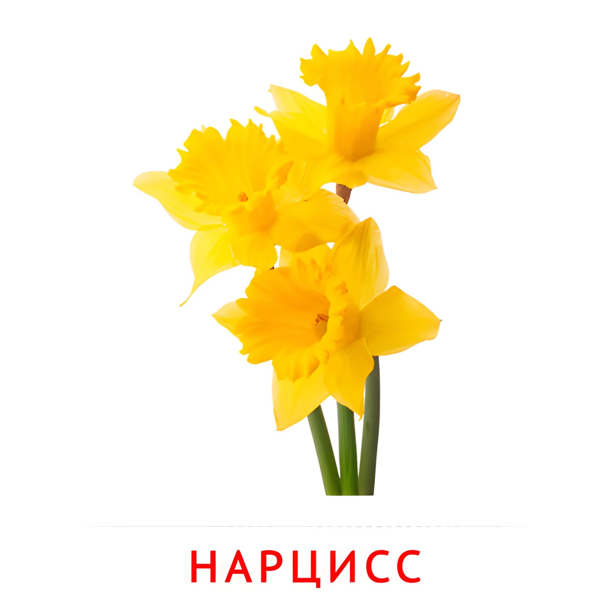 Нарцис №2224. Карточки Домана на русском языке. Цветы.