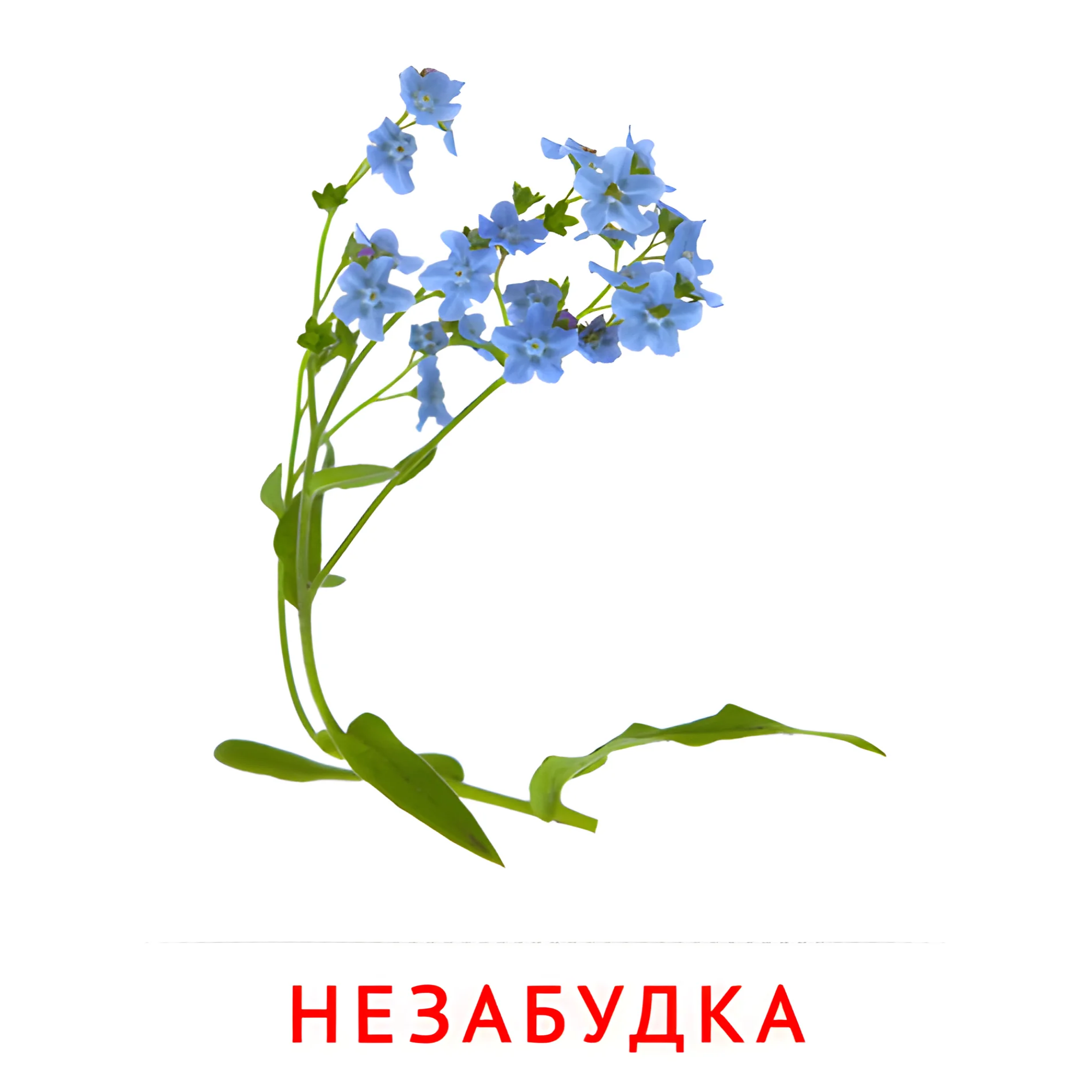 Незабудка №2225. Карточки Домана на русском языке. Цветы.
