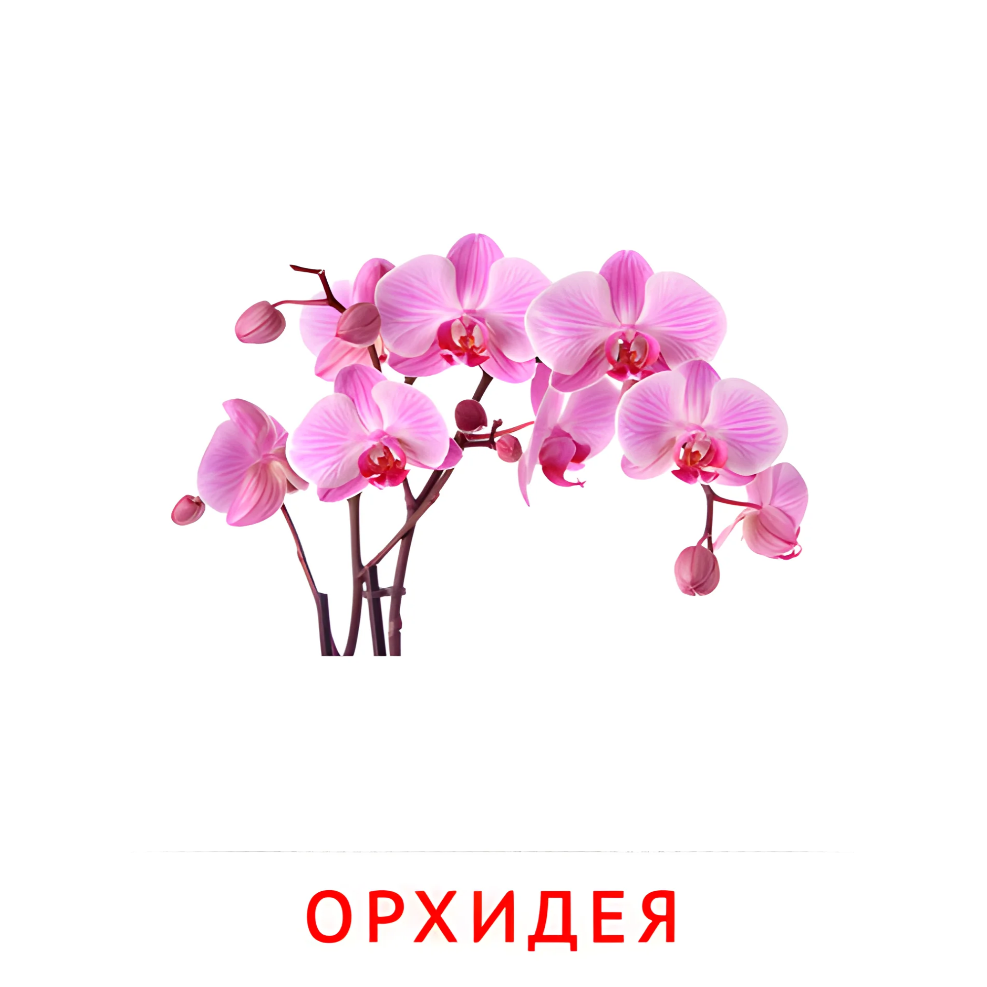 Орхидея №2239. Карточки Домана на русском языке. Цветы.
