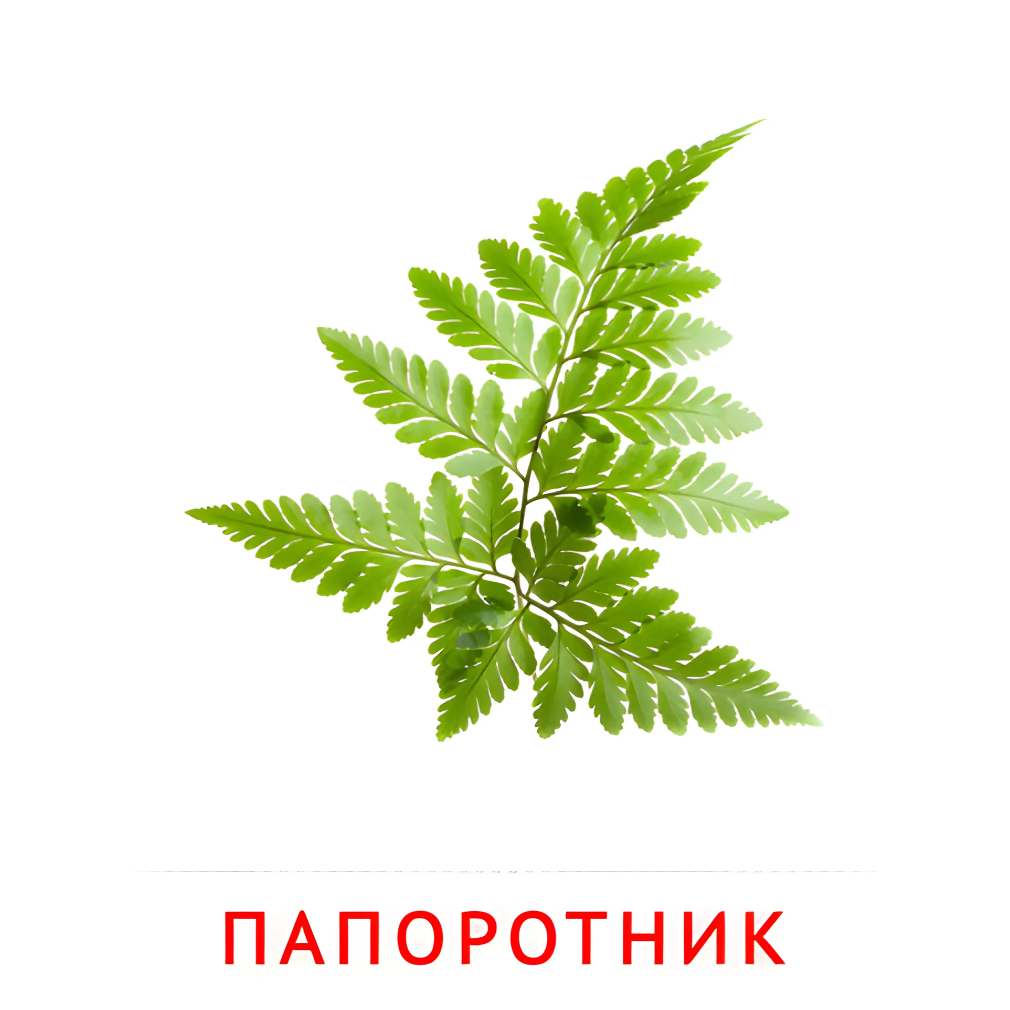 Папоротник №2235. Карточки Домана на русском языке. Цветы.