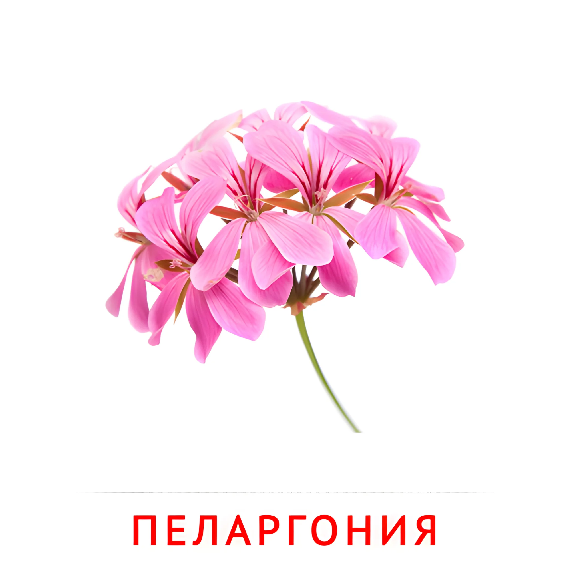 Пеларгония №2217. Карточки Домана на русском языке. Цветы.