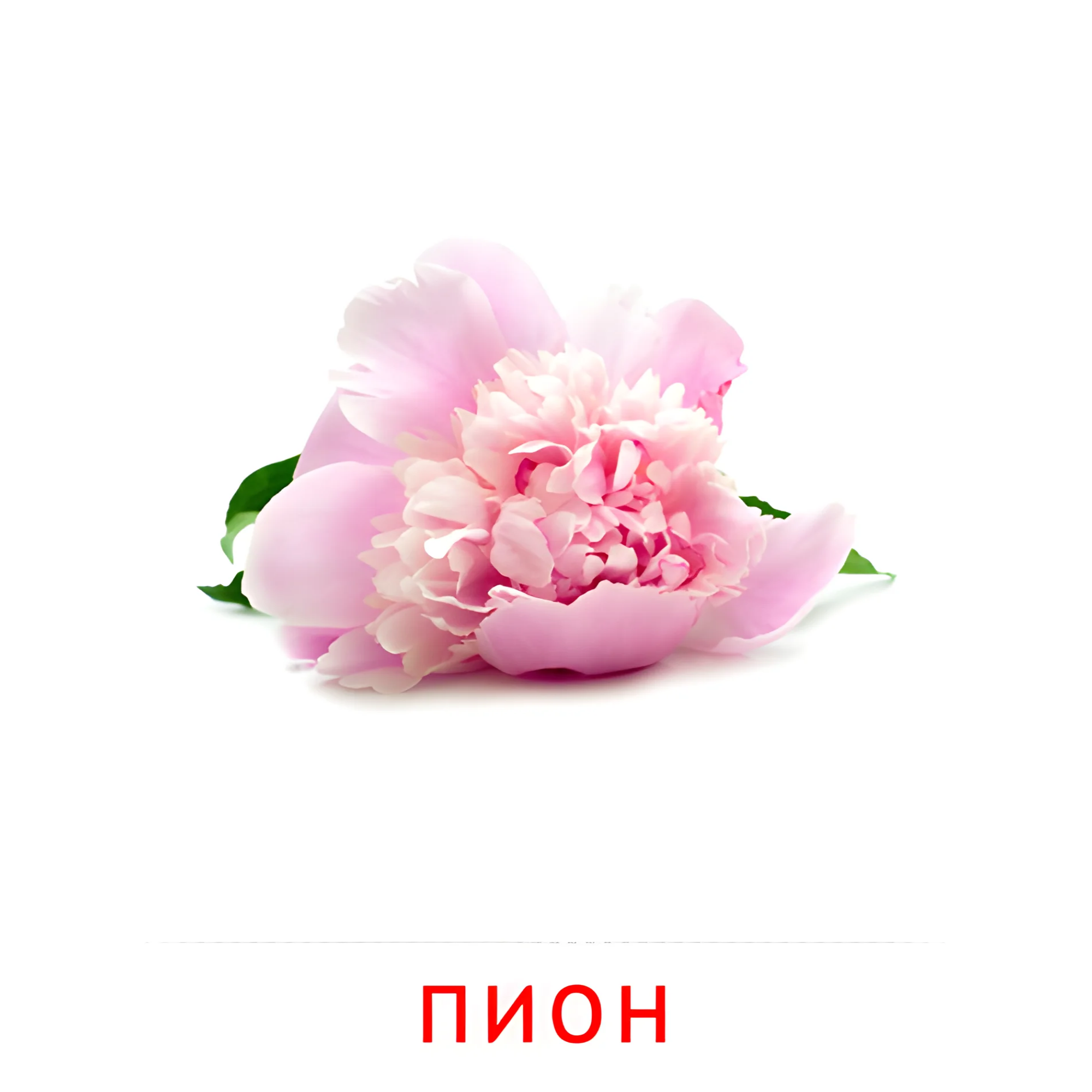 Пион №2226. Карточки Домана на русском языке. Цветы.