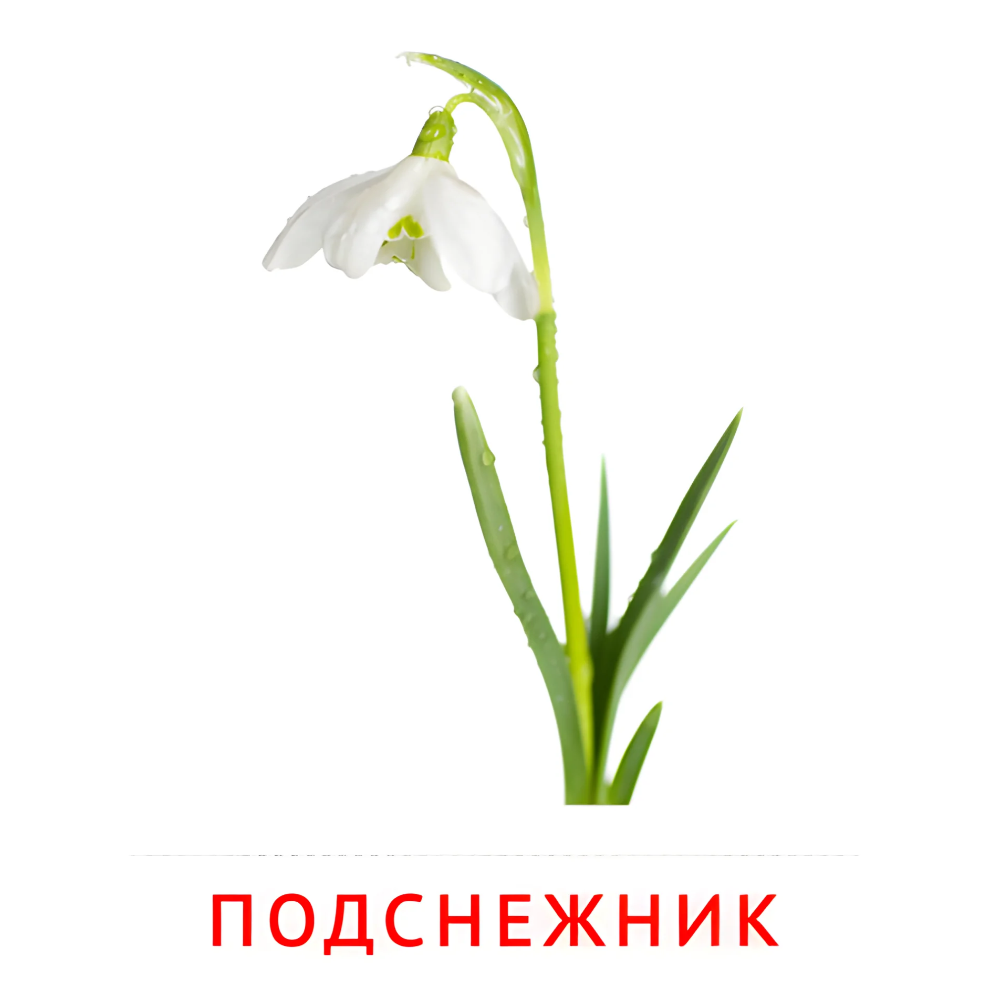 Подснежник №2218. Карточки Домана на русском языке. Цветы.
