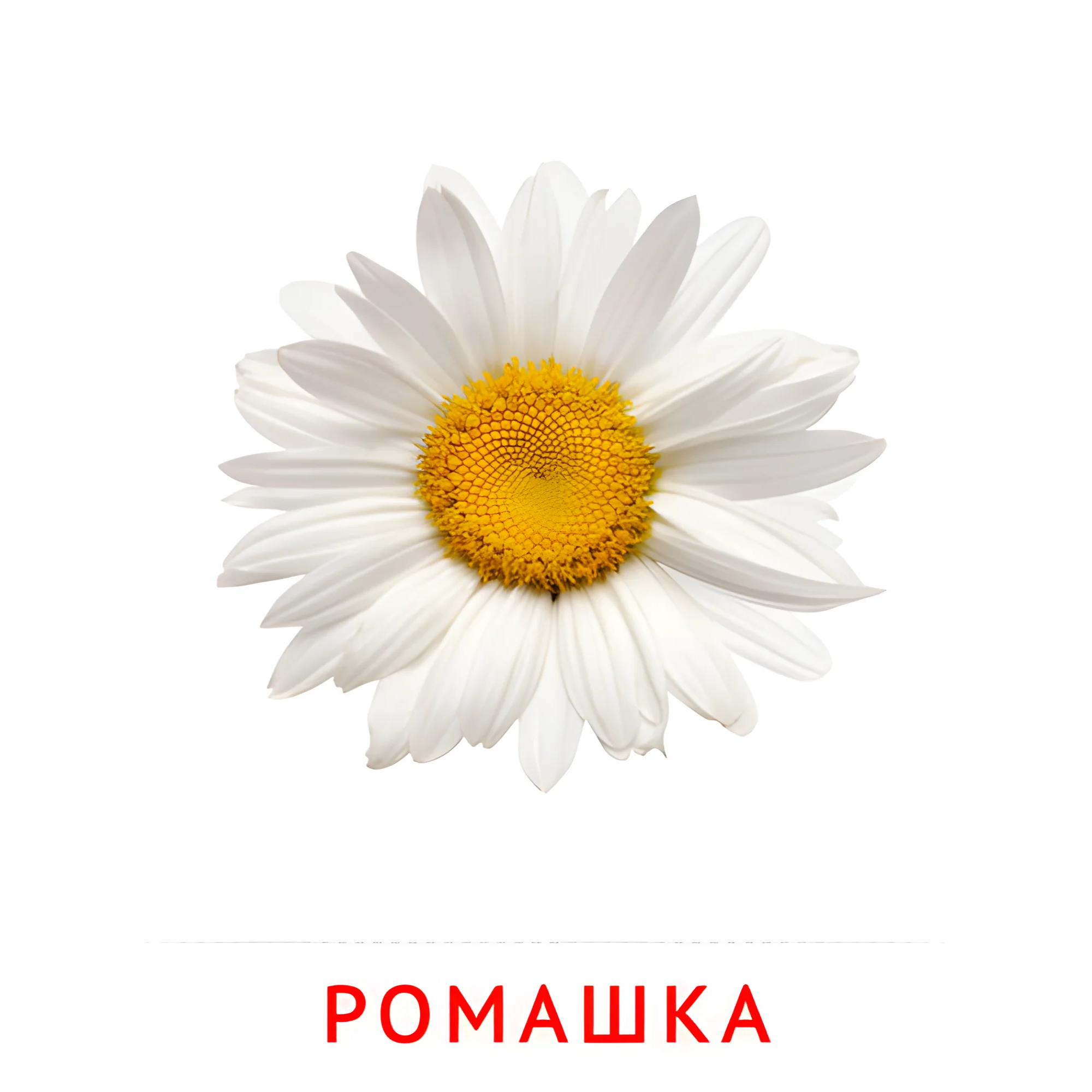 Ромашка №2214. Карточки Домана на русском языке. Цветы.