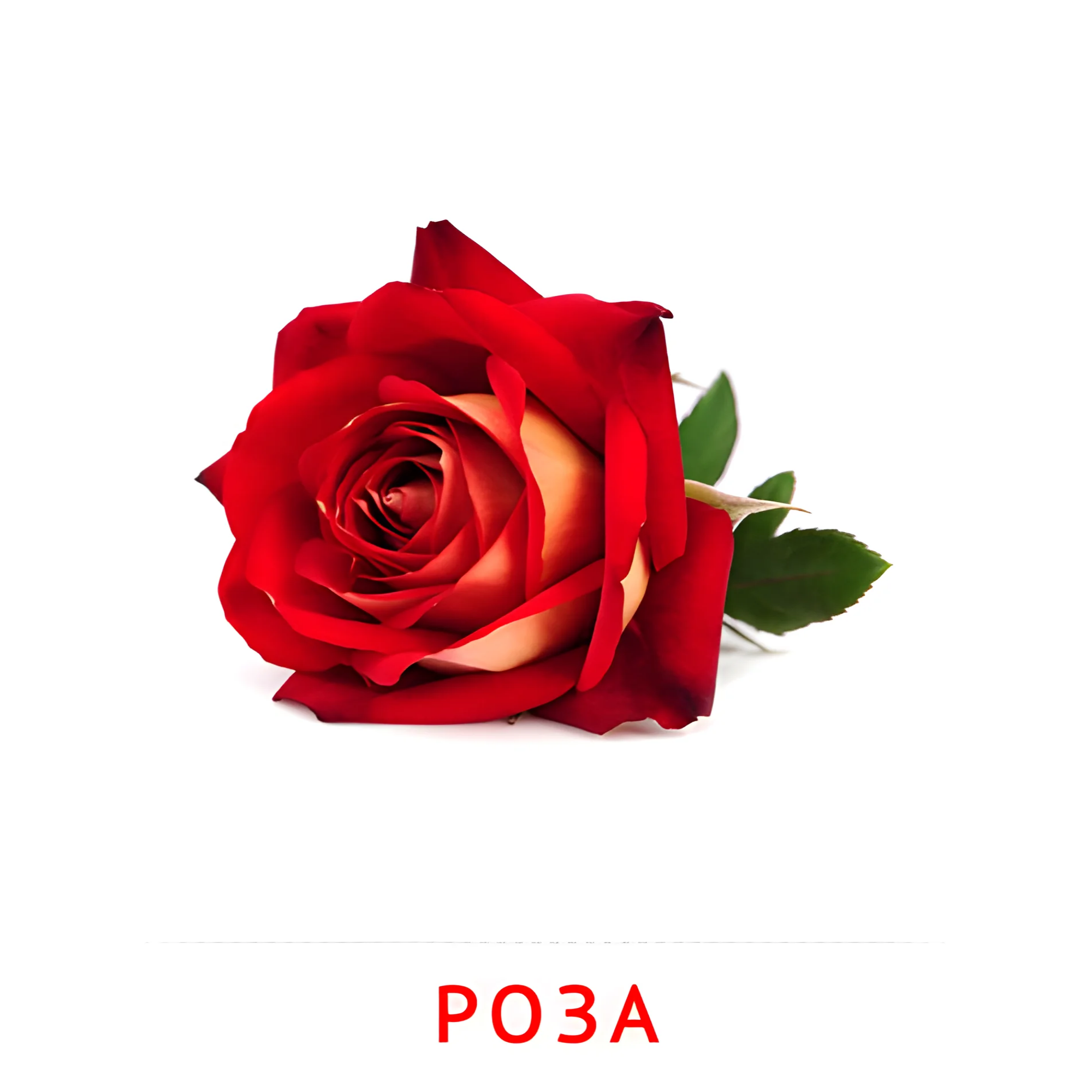 Роза №2213. Карточки Домана на русском языке. Цветы.