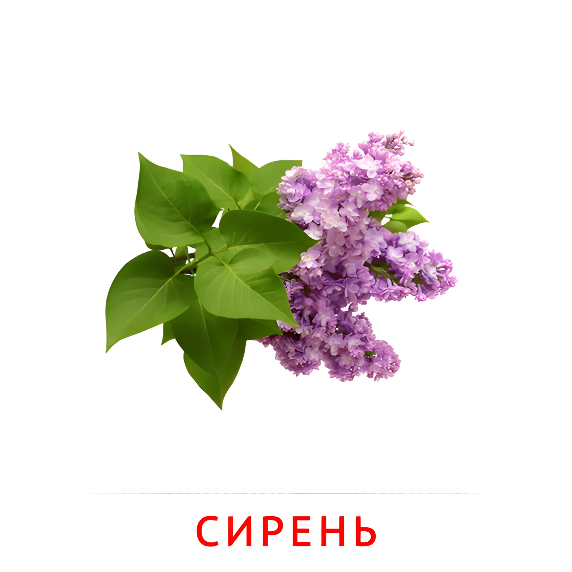 Сирень №2222. Карточки Домана на русском языке. Цветы.