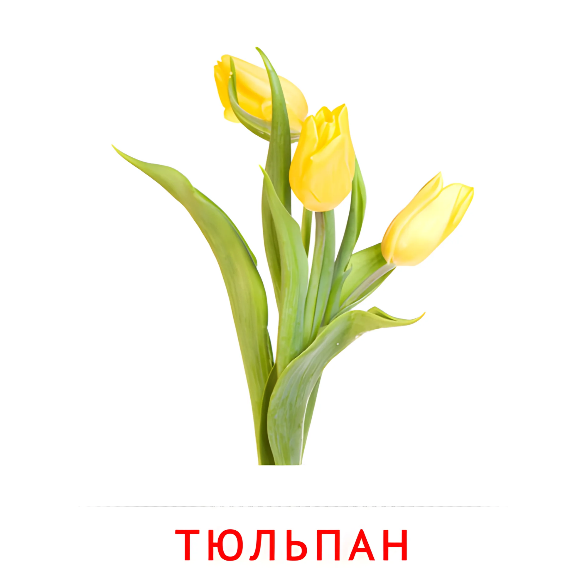 Тюльпан №2215. Карточки Домана на русском языке. Цветы.