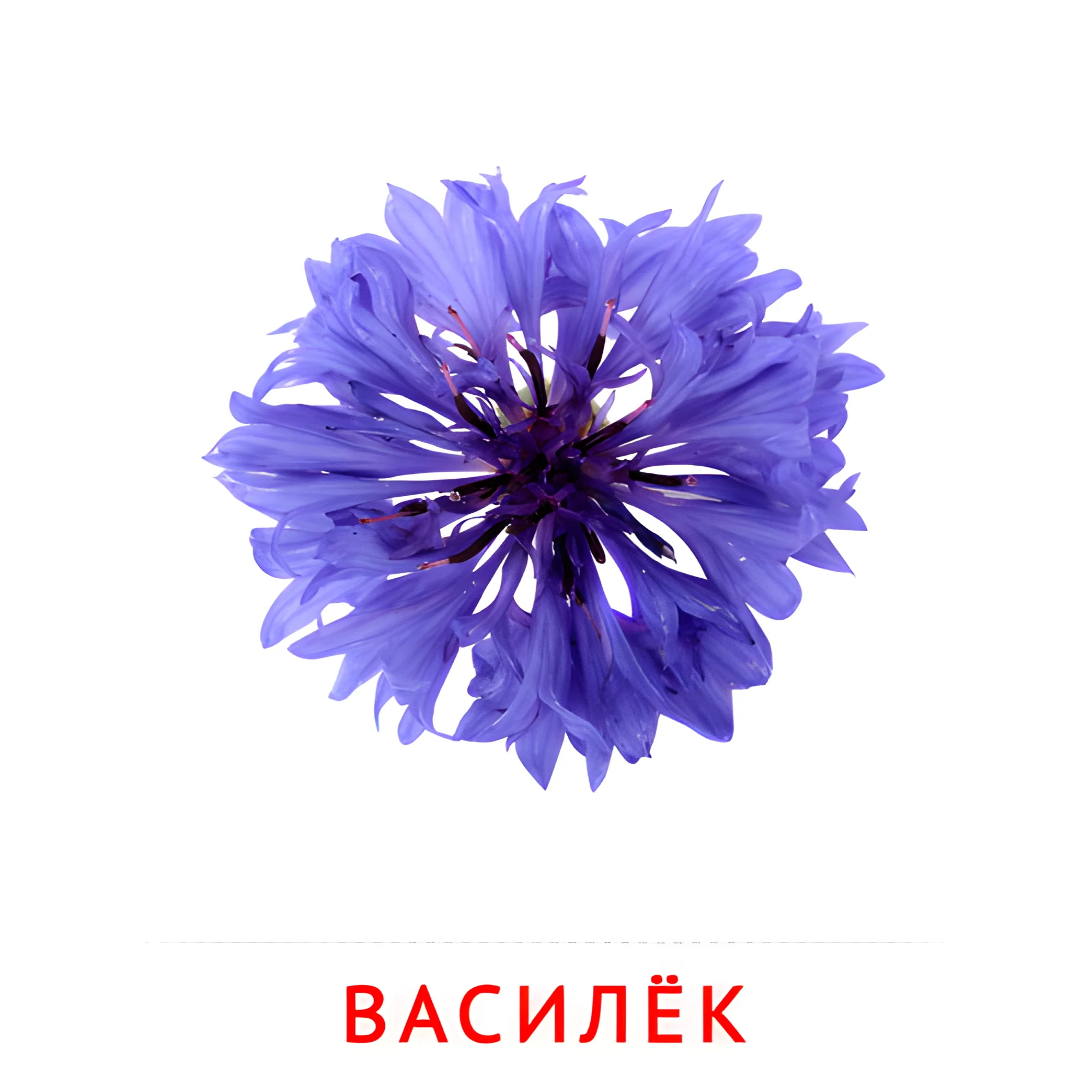 Василёк №2219. Карточки Домана на русском языке. Цветы.