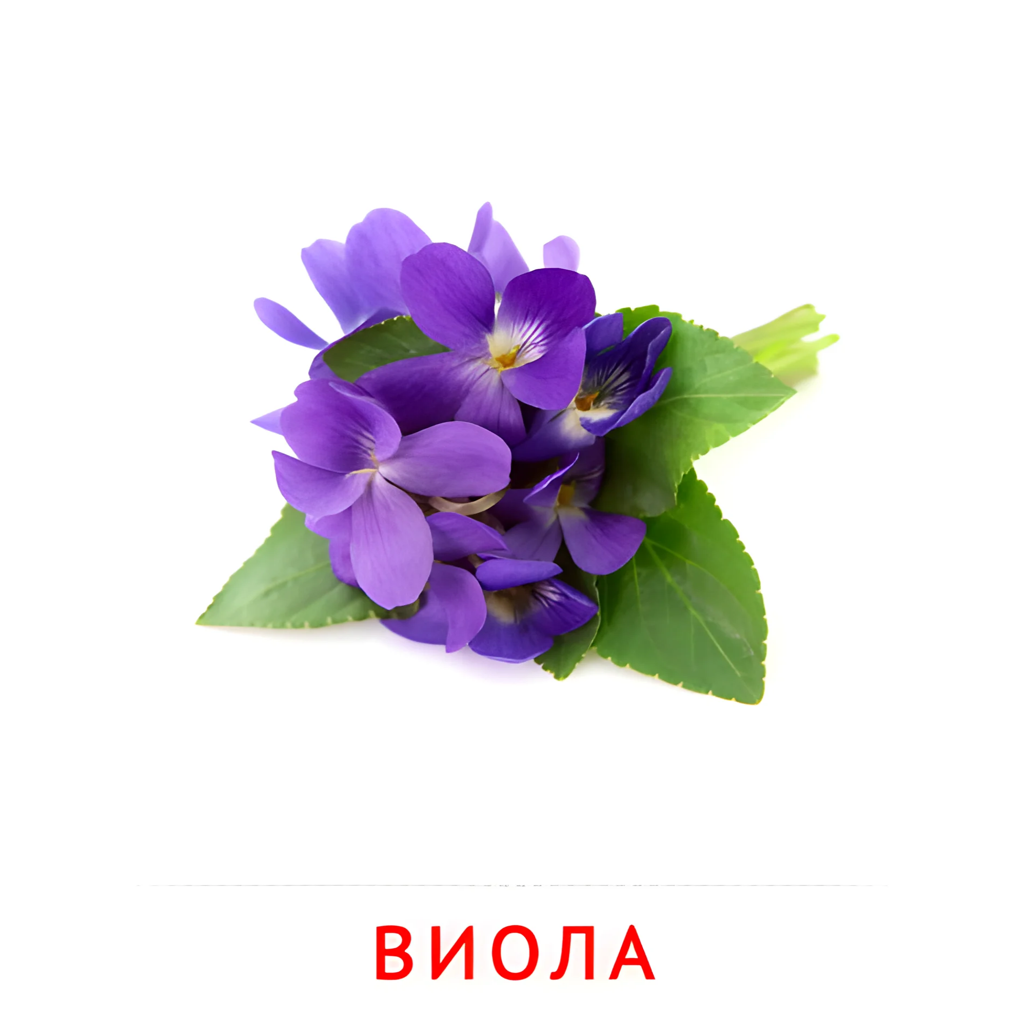 Виола №2241. Карточки Домана на русском языке. Цветы.
