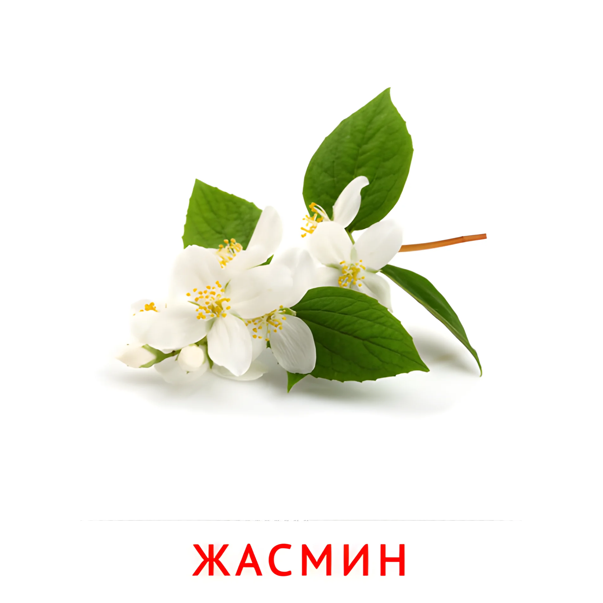 Жасмин №2240. Карточки Домана на русском языке. Цветы.