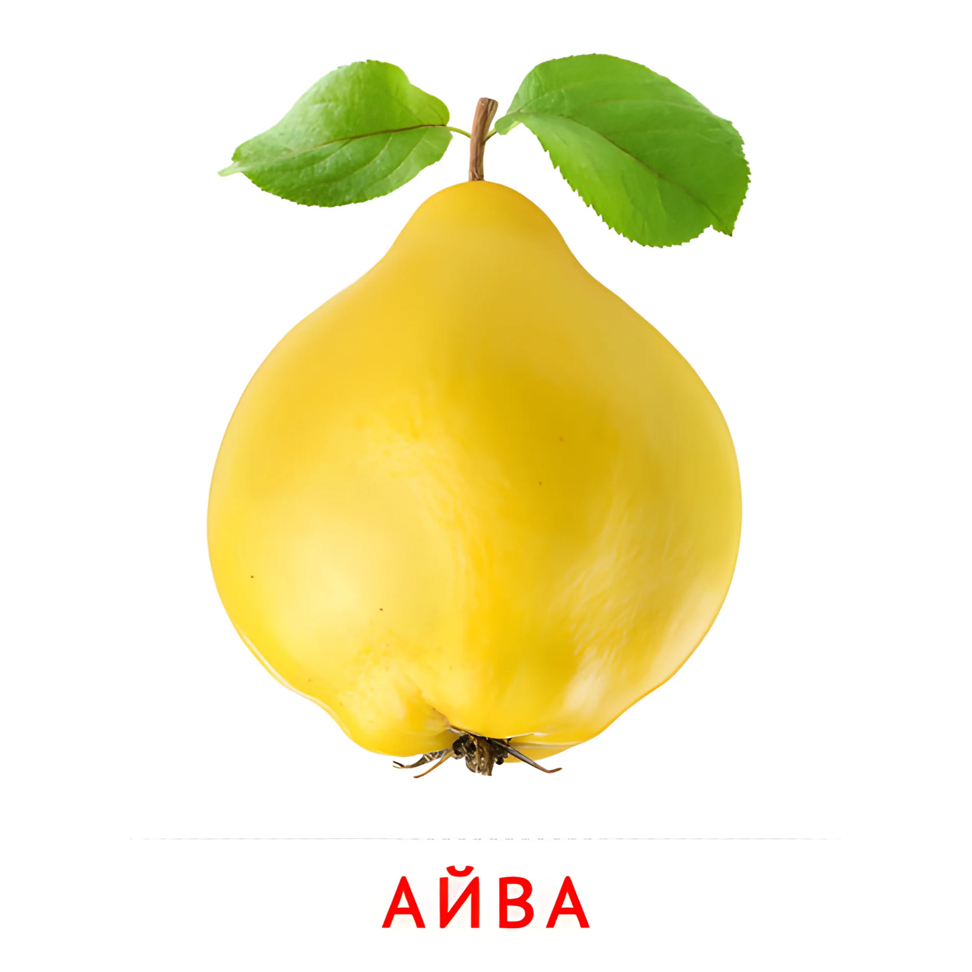 Айва №2291. Карточки Домана на русском языке. Фрукты и ягоды.