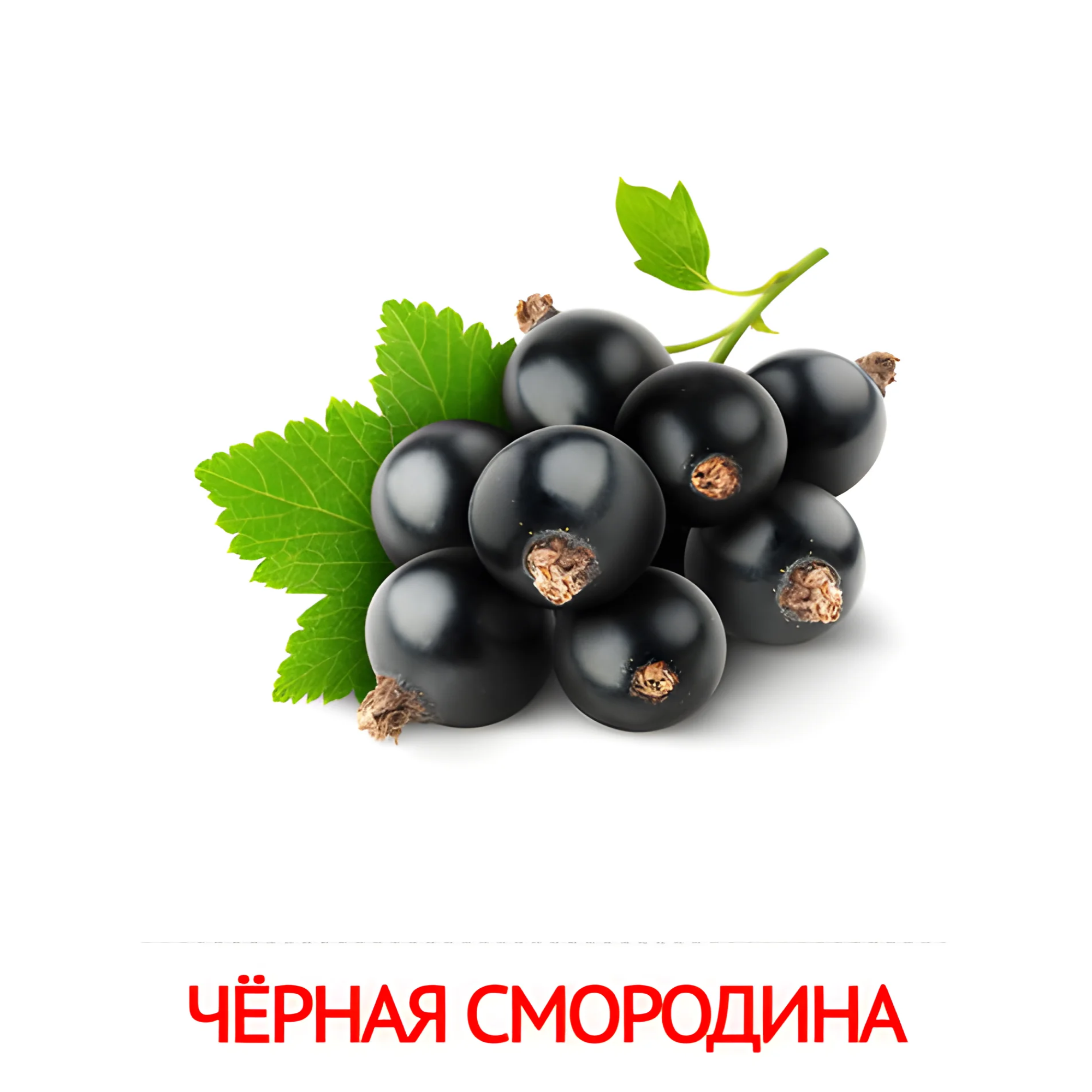 Чёрная смородина №2281. Карточки Домана на русском языке. Фрукты и ягоды.