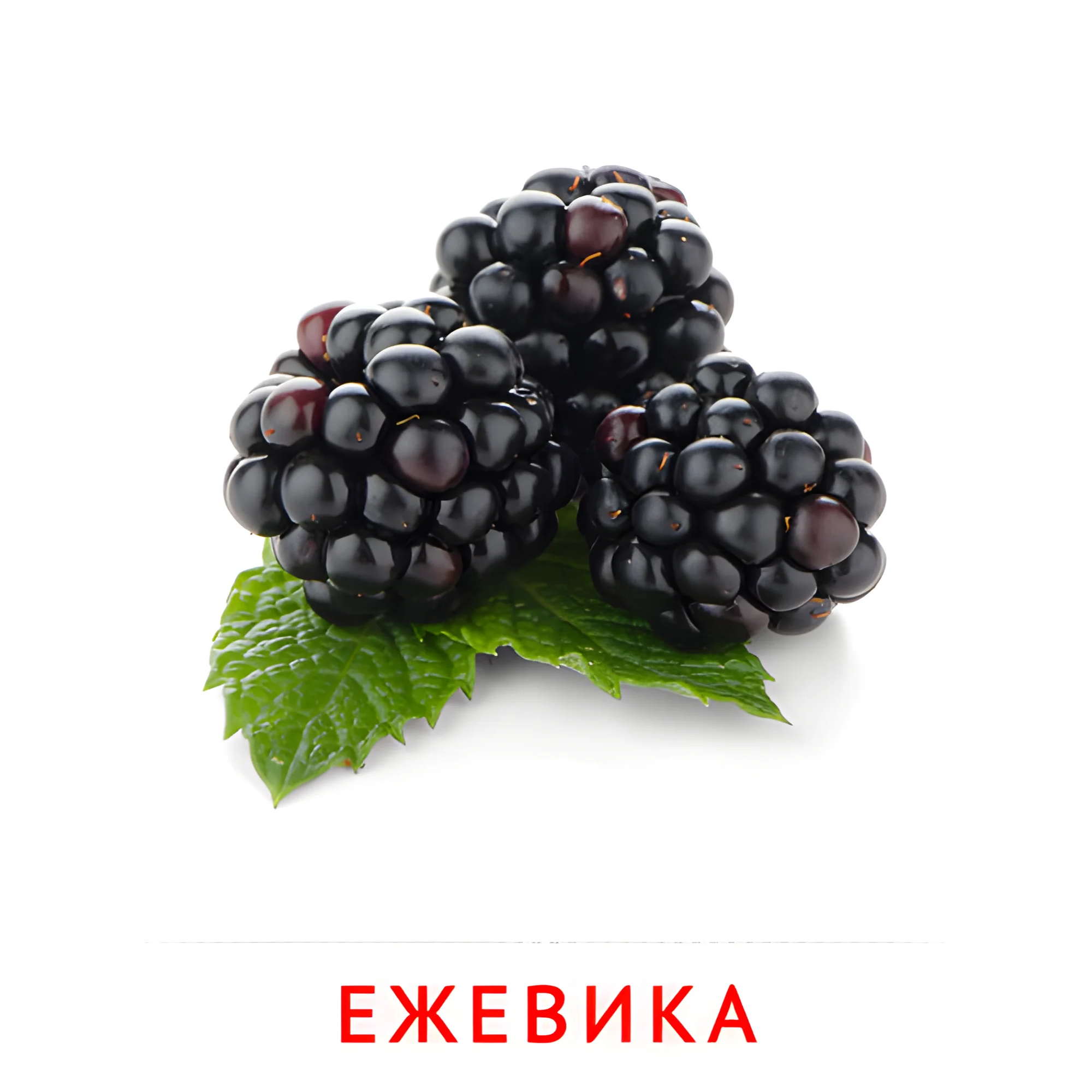 Ежевика №2279. Карточки Домана на русском языке. Фрукты и ягоды.