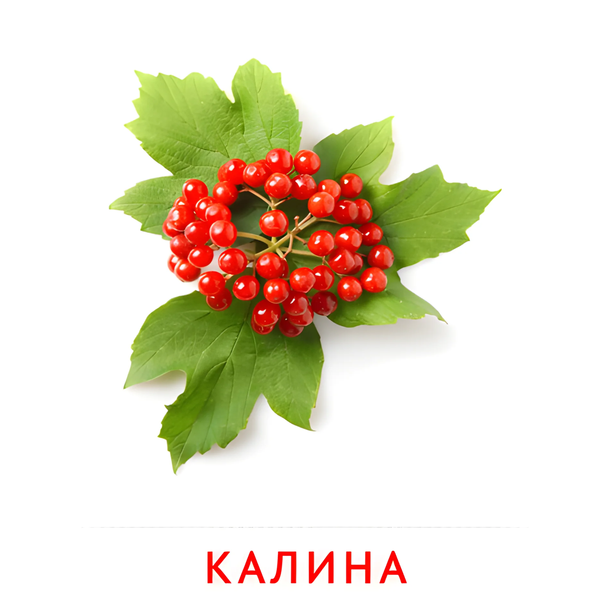 Калина №2288. Карточки Домана на русском языке. Фрукты и ягоды.