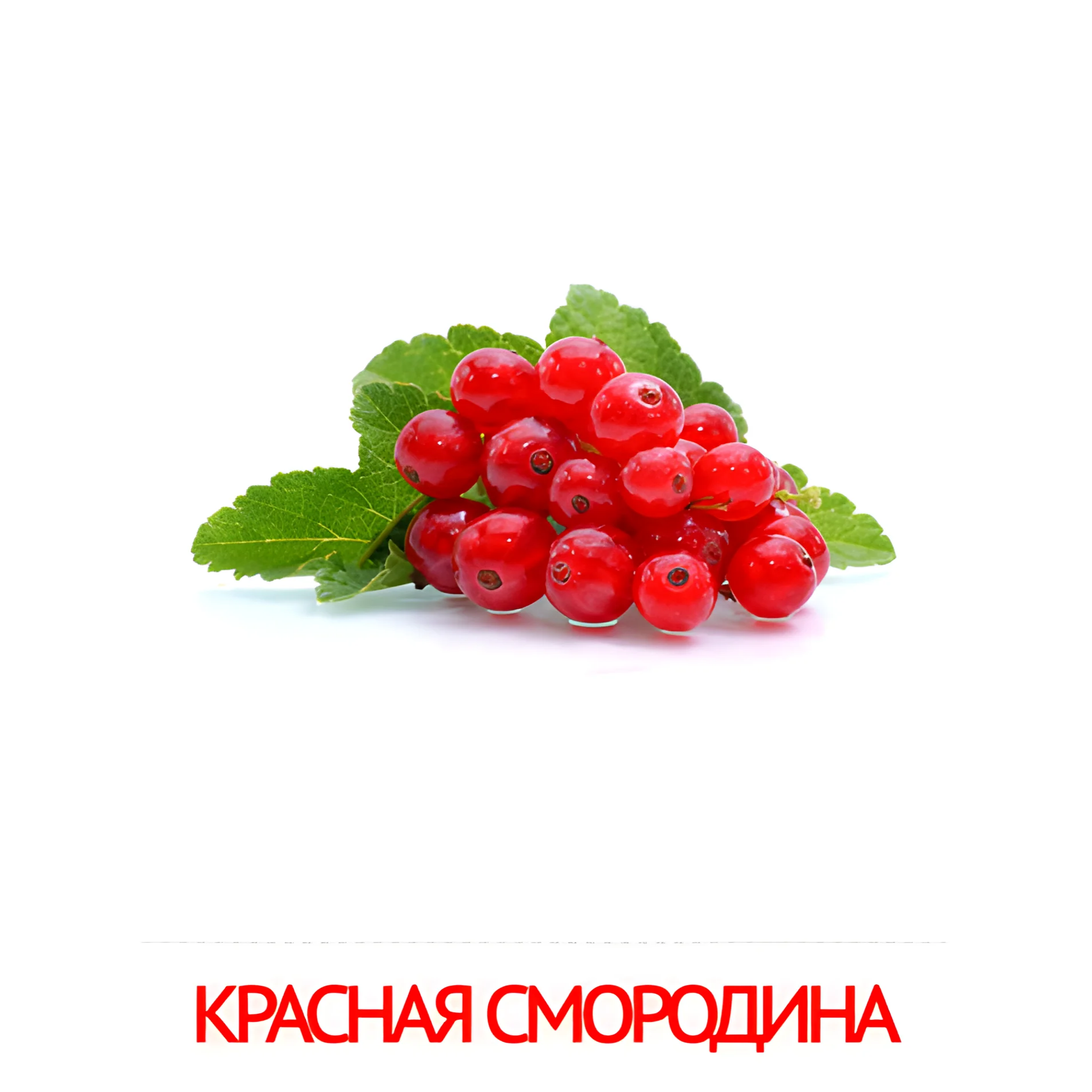 Красная смородина №2290. Карточки Домана на русском языке. Фрукты и ягоды.