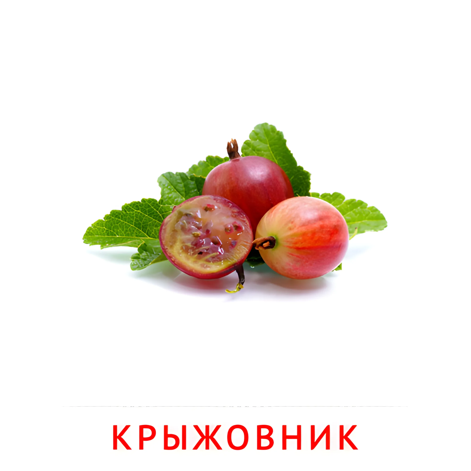 Крыжовник №2284. Карточки Домана на русском языке. Фрукты и ягоды.