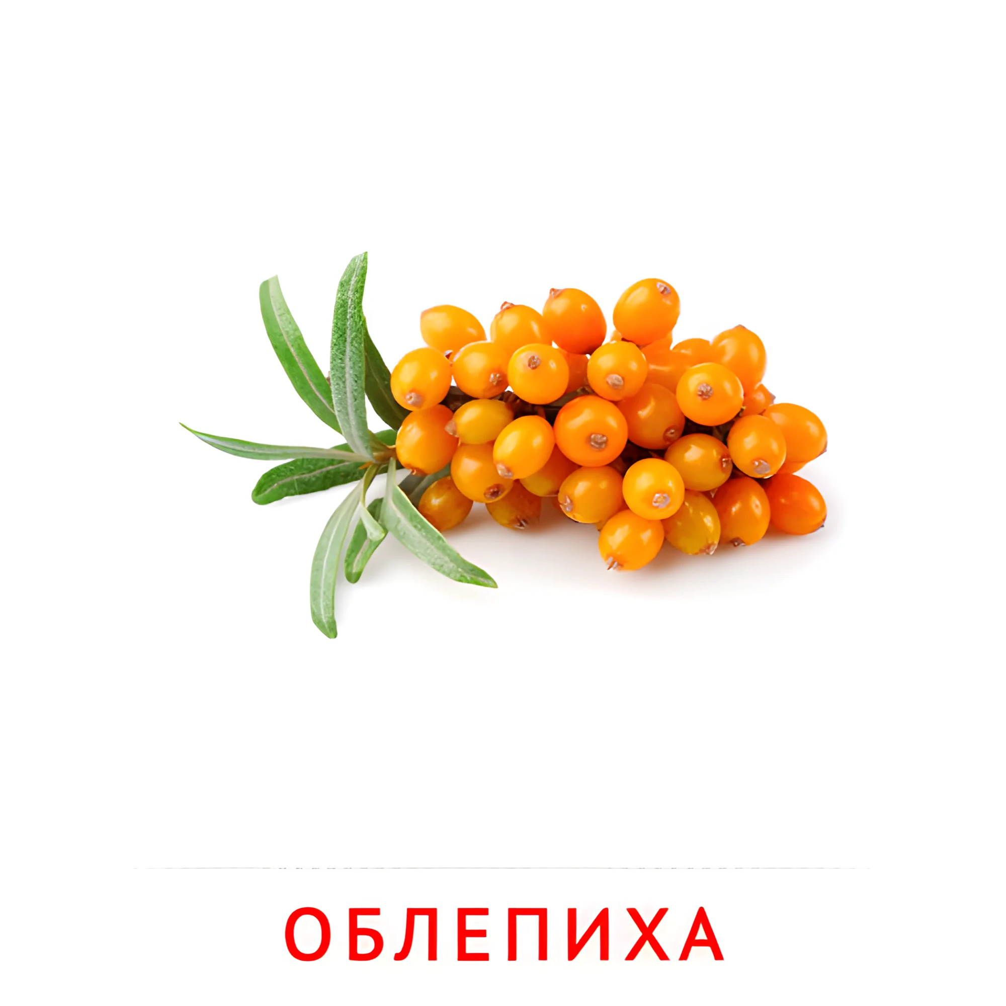 Облепиха №2293. Карточки Домана на русском языке. Фрукты и ягоды.