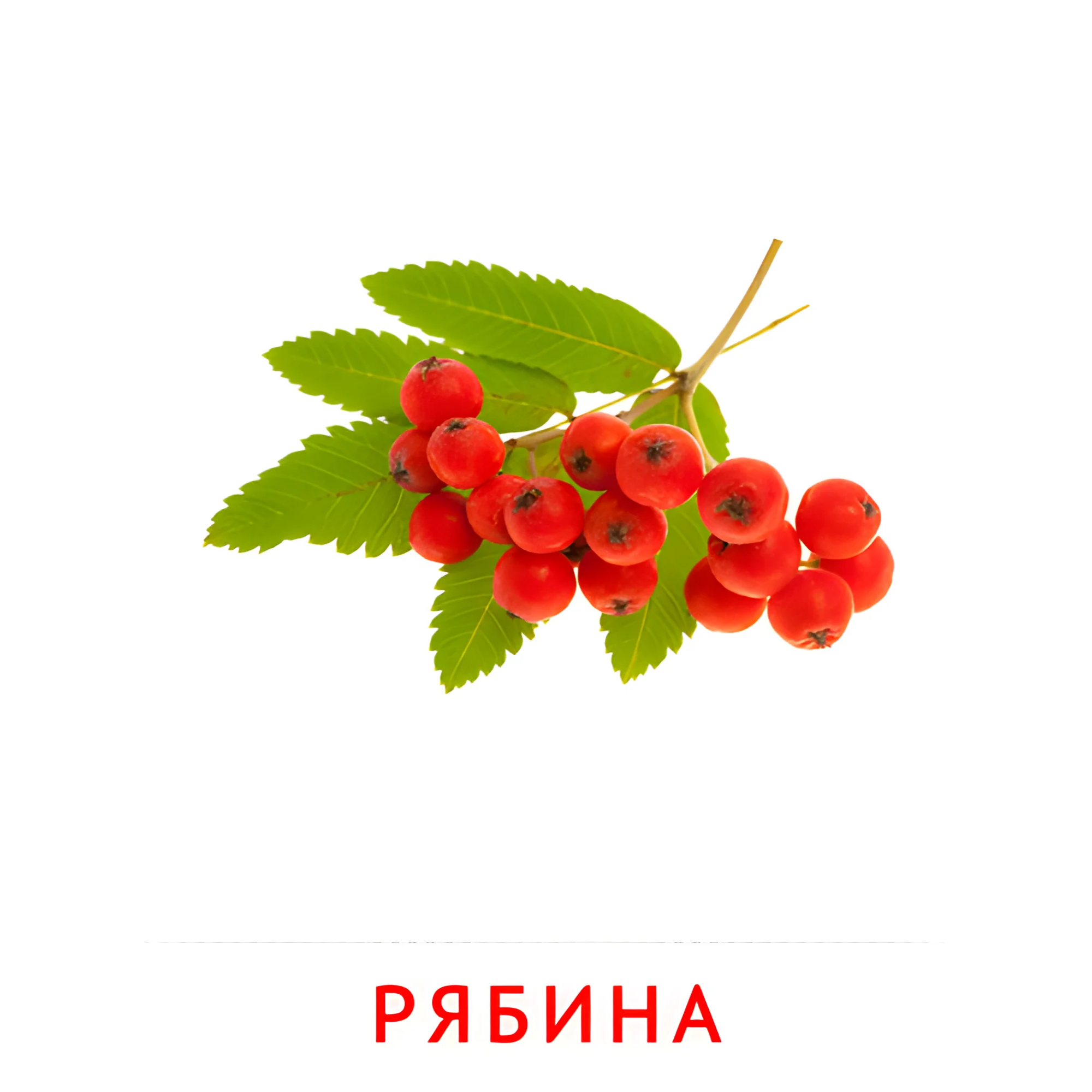 Рябина №2286. Карточки Домана на русском языке. Фрукты и ягоды.