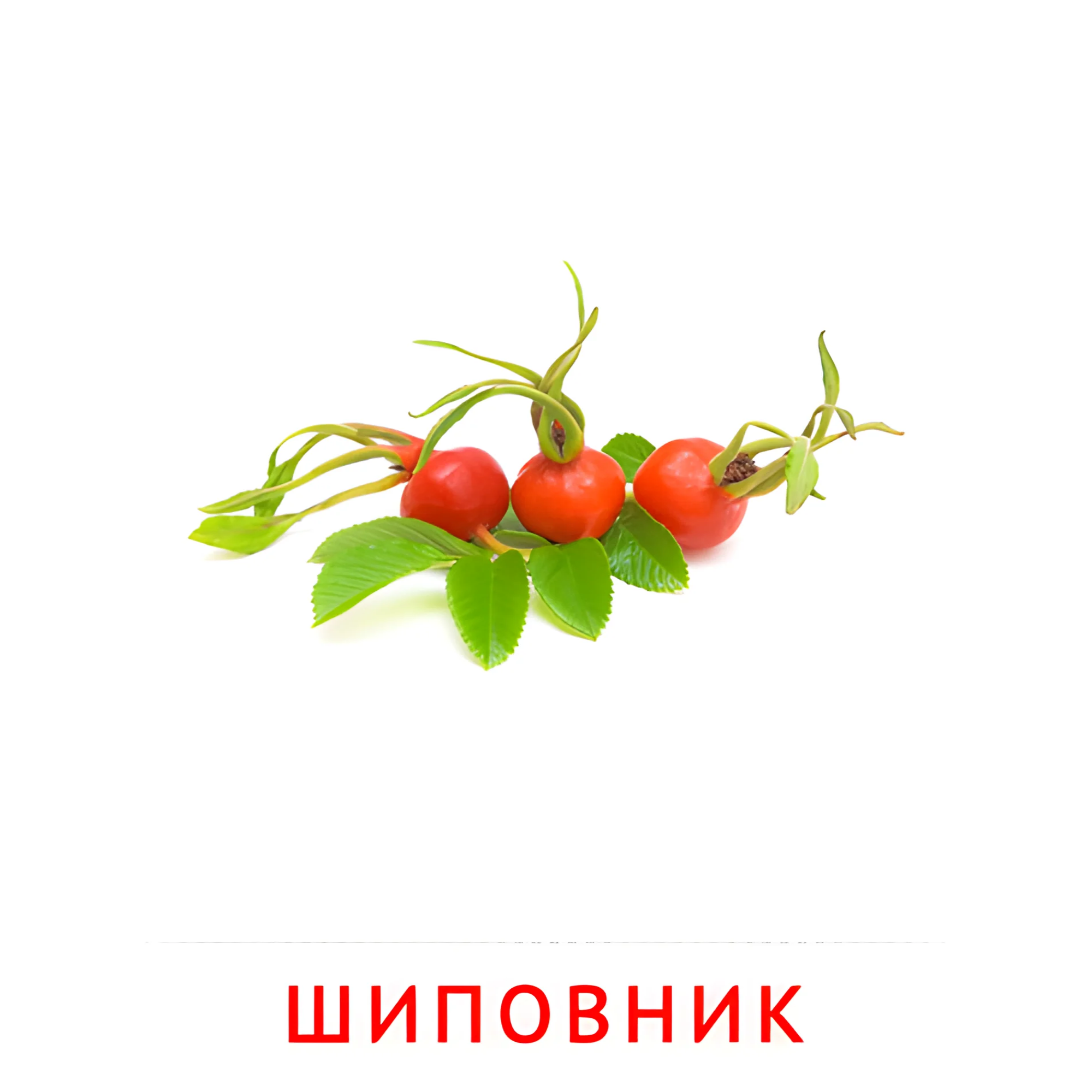 Шиповник №2292. Карточки Домана на русском языке. Фрукты и ягоды.
