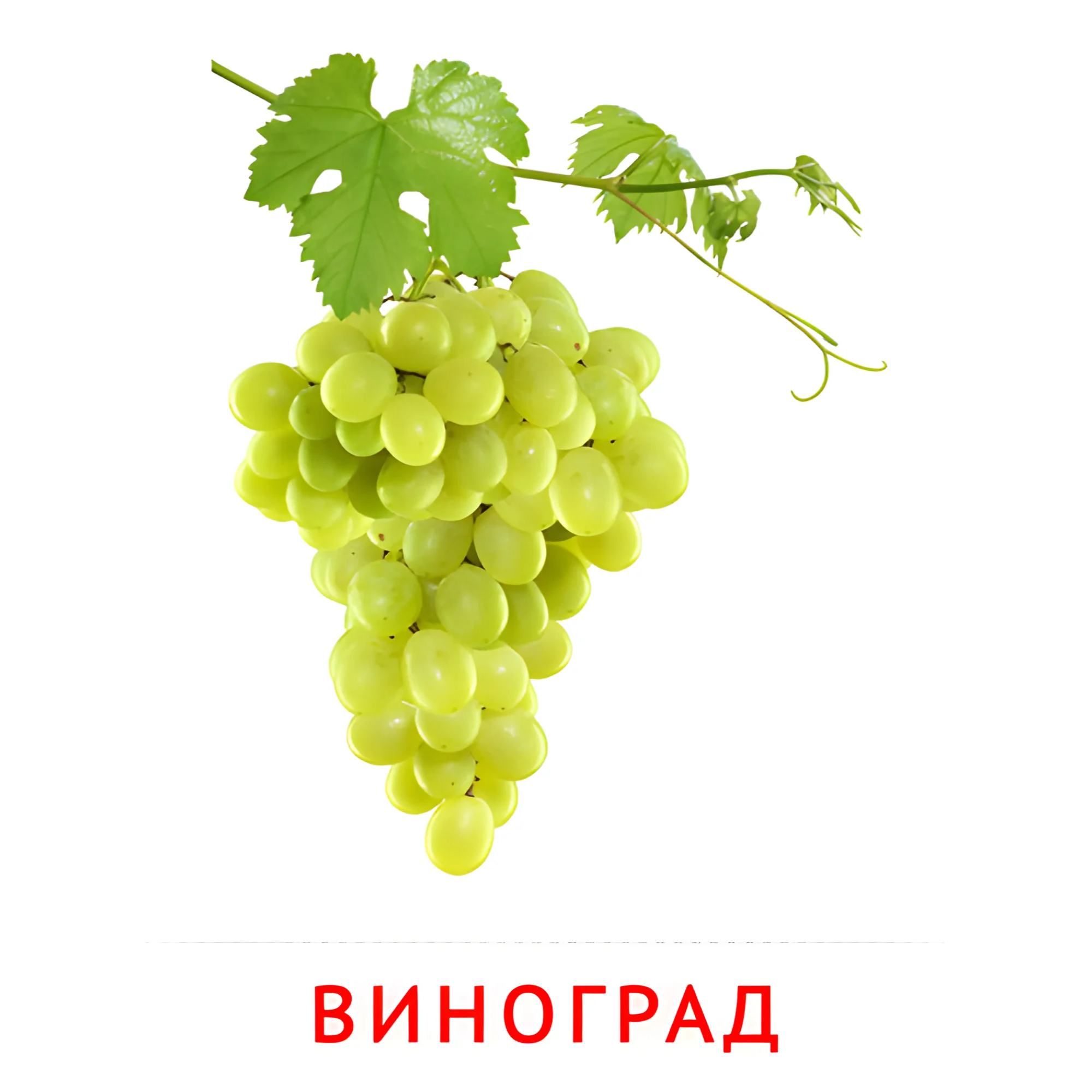 Виноград №2267. Карточки Домана на русском языке. Фрукты и ягоды.