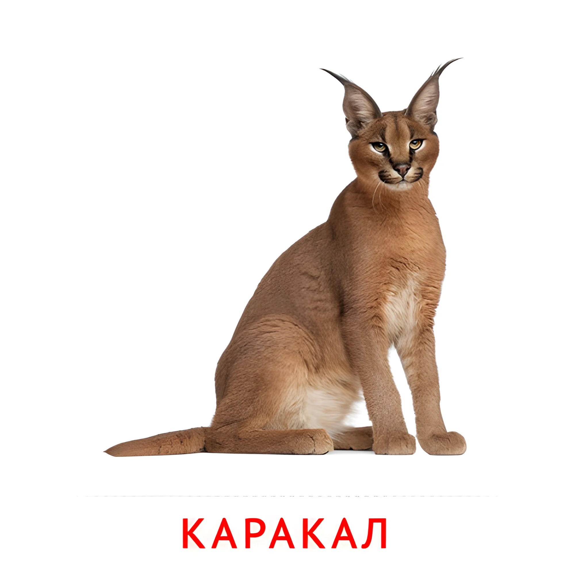 Каракал №1918. Карточки Домана на русском языке. Животные.