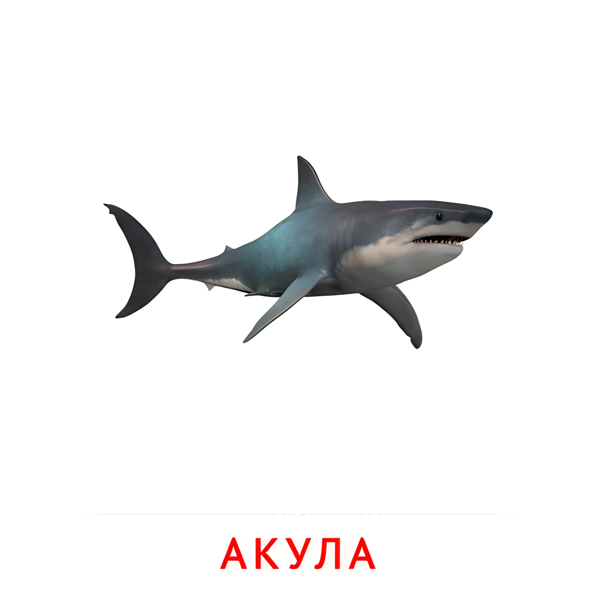 Акула №2076. Карточки Домана на русском языке. Рыбы и другие морские обитатели.
