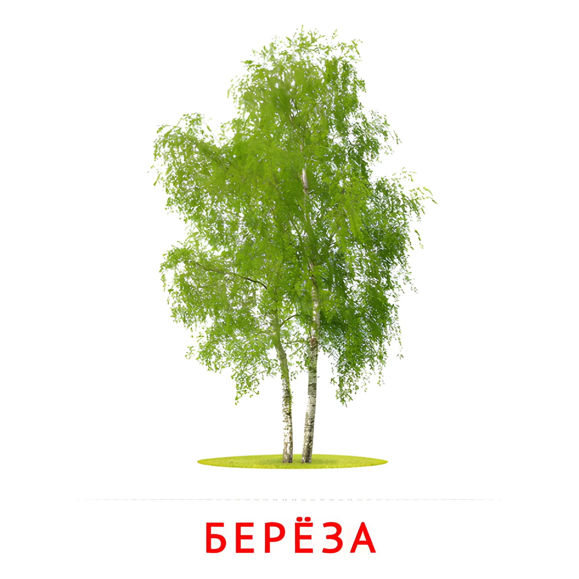 Берёза №2125. Карточки Домана на русском языке. Листья и деревья.
