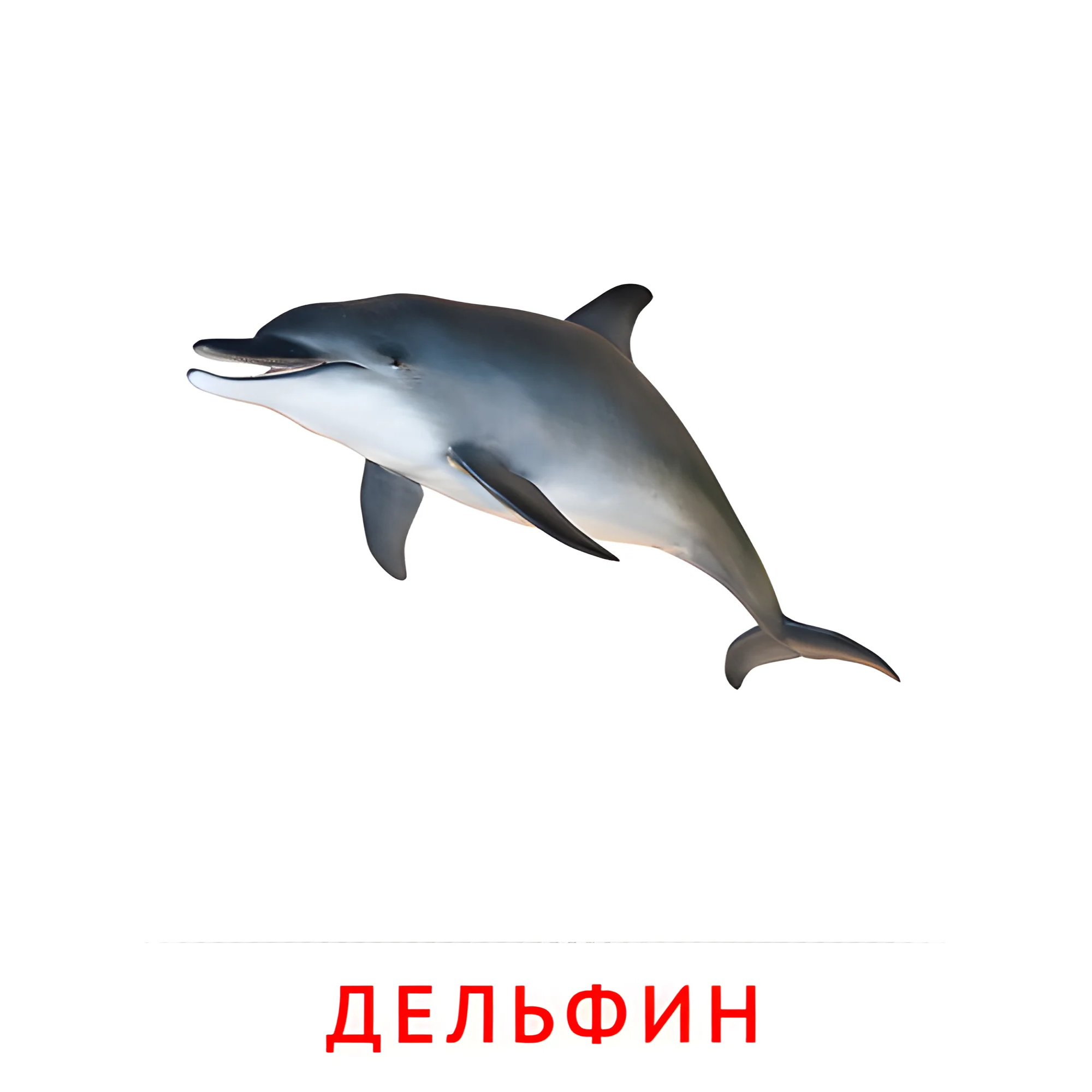 Дельфин №2084. Карточки Домана на русском языке. Рыбы и другие морские обитатели.