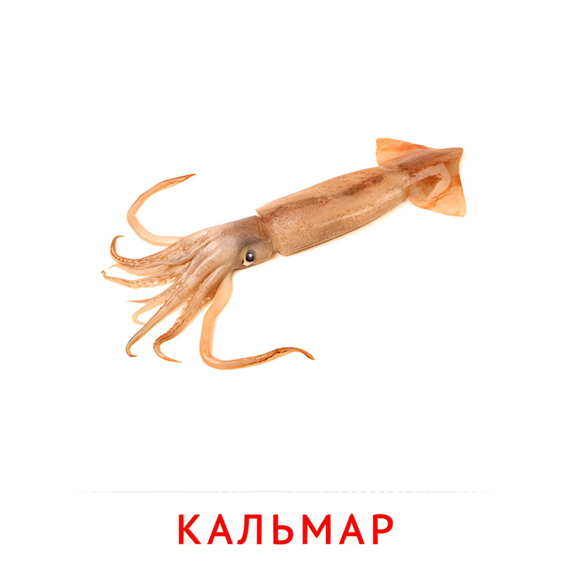 Кальмар №2085. Карточки Домана на русском языке. Рыбы и другие морские обитатели.