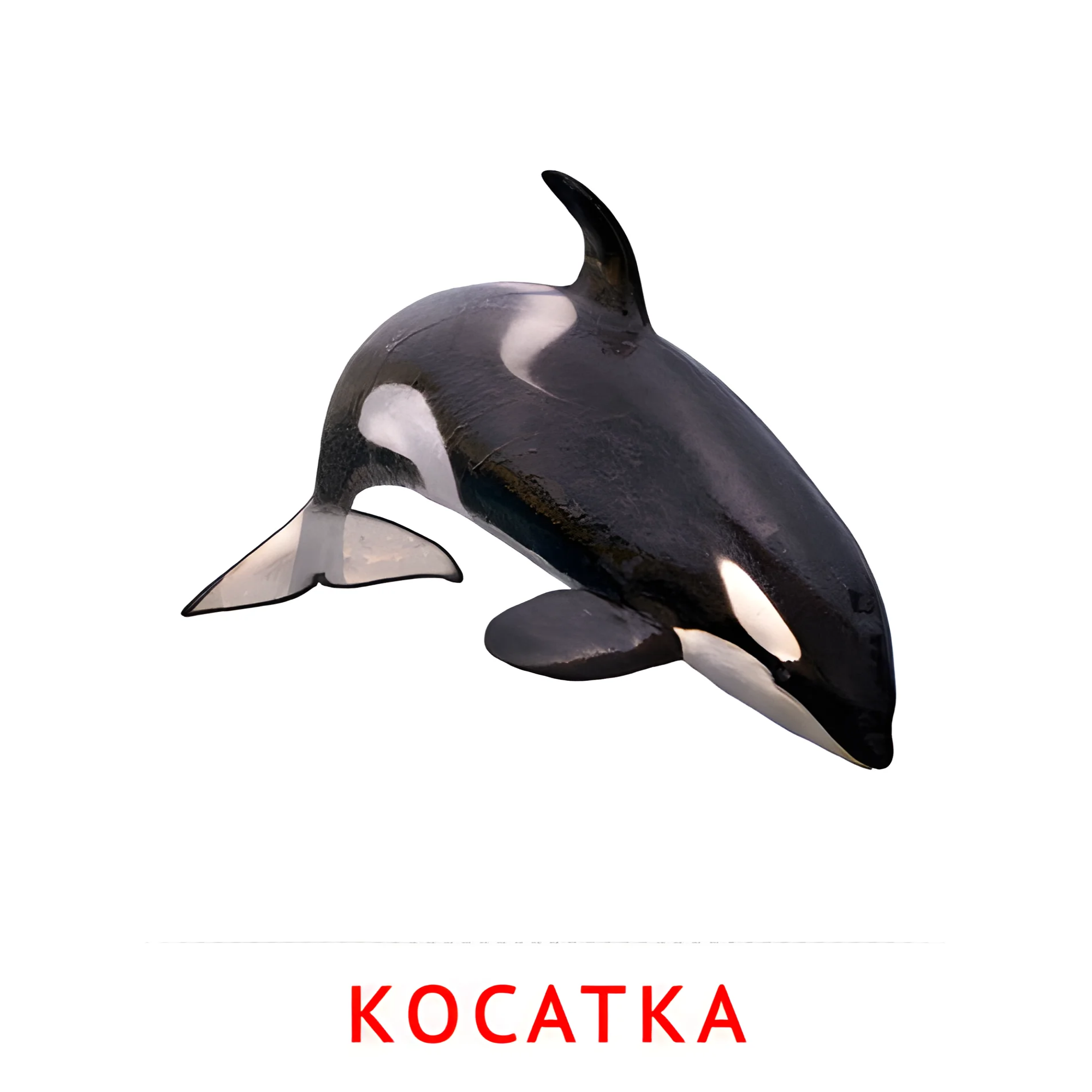 Косатка №2086. Карточки Домана на русском языке. Рыбы и другие морские обитатели.